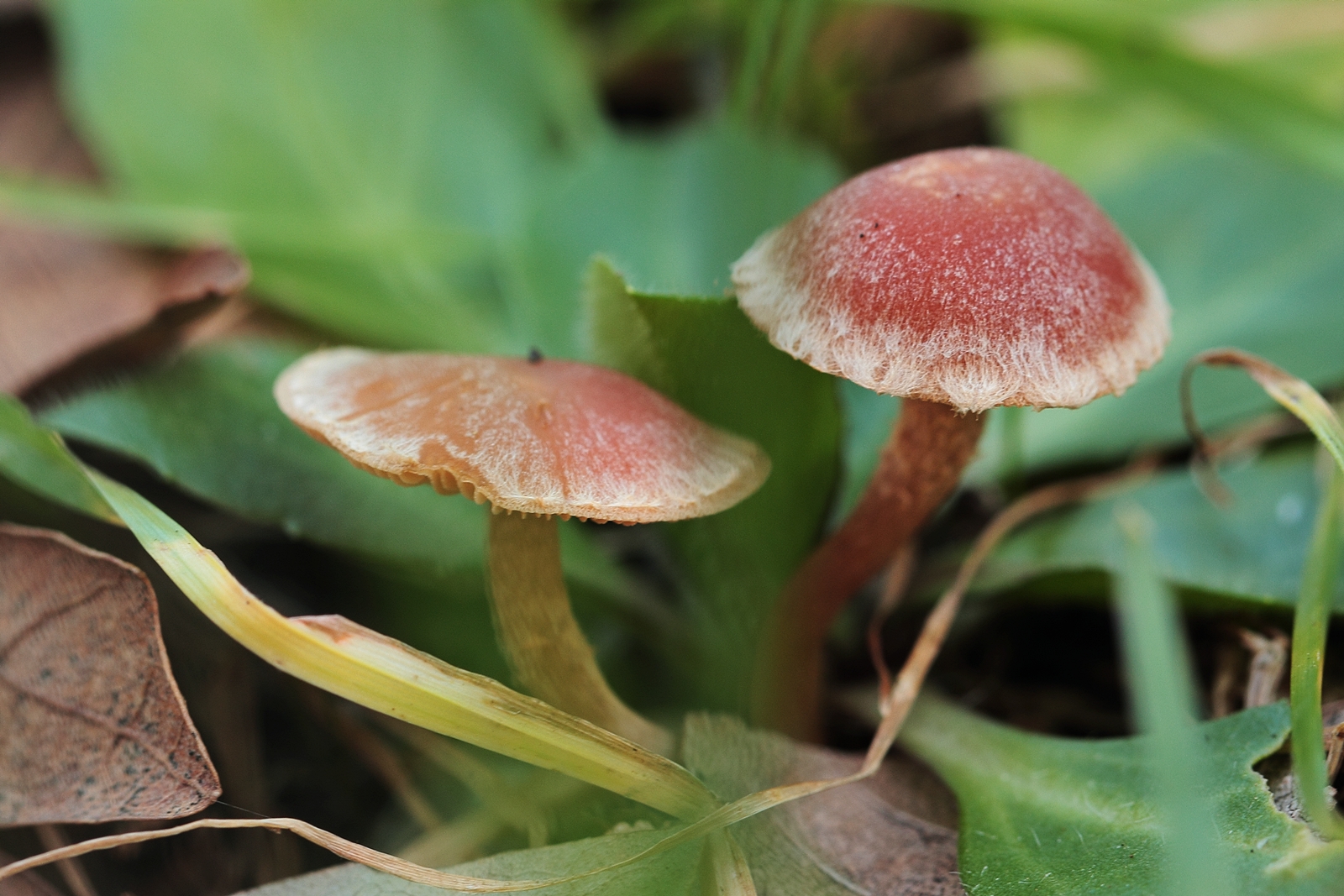 Mushroom in the grass