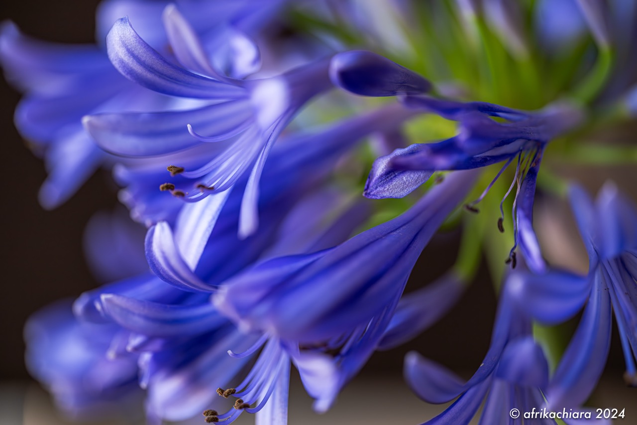 Spring emotions