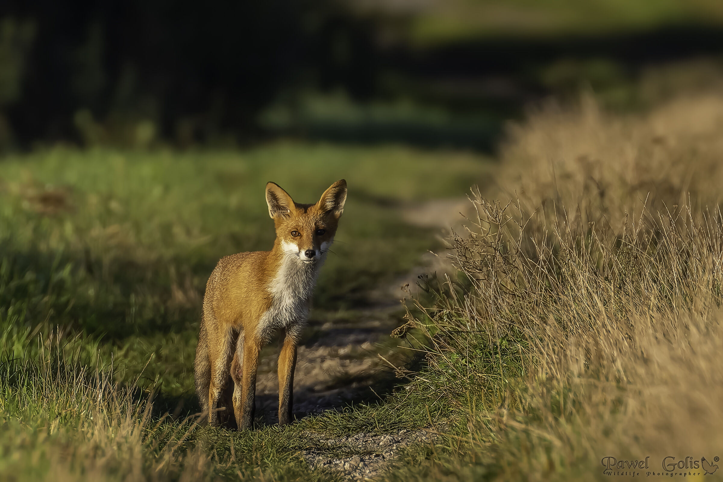 Volpe rossa (Vulpes vulpes)