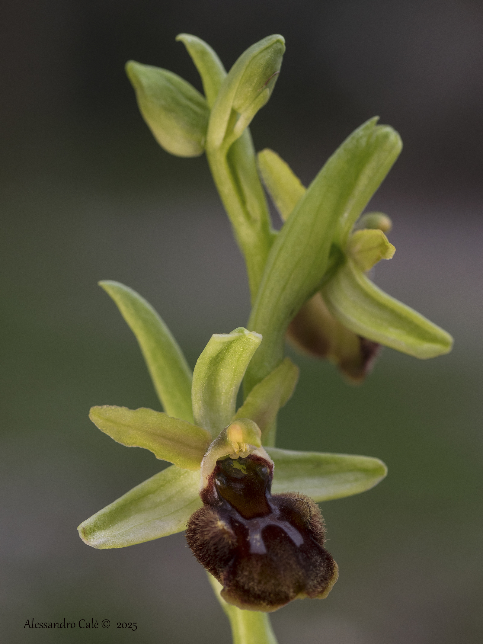 Ophrys sphegodes 1036
