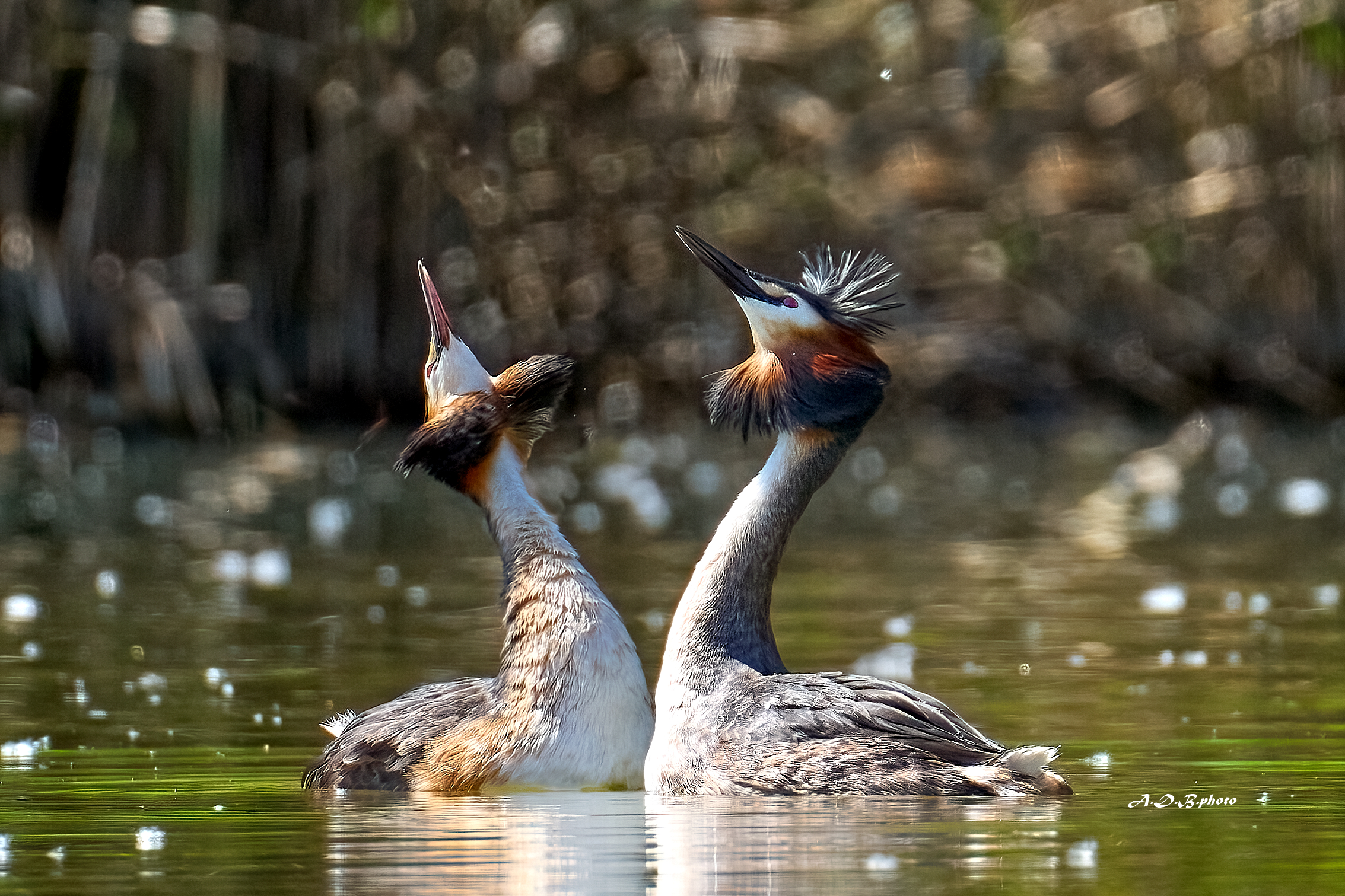 Svassi maggiori in corteggiamento