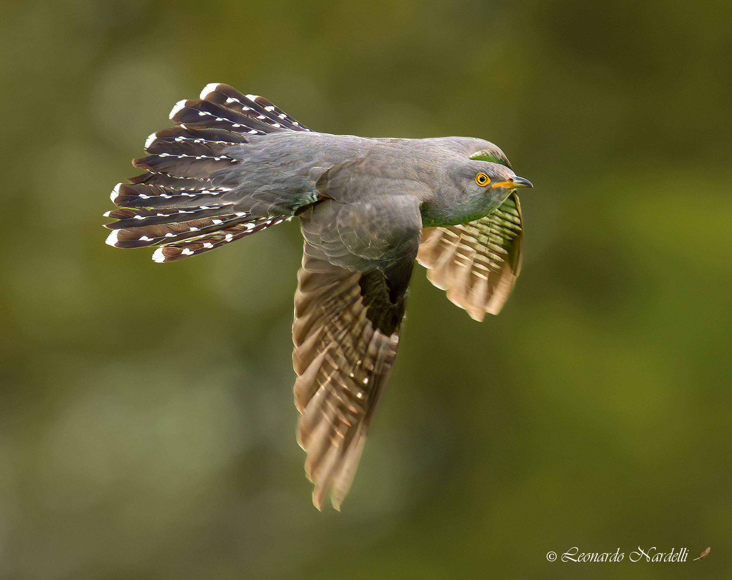Cuckoo (Cuculus canorus),
