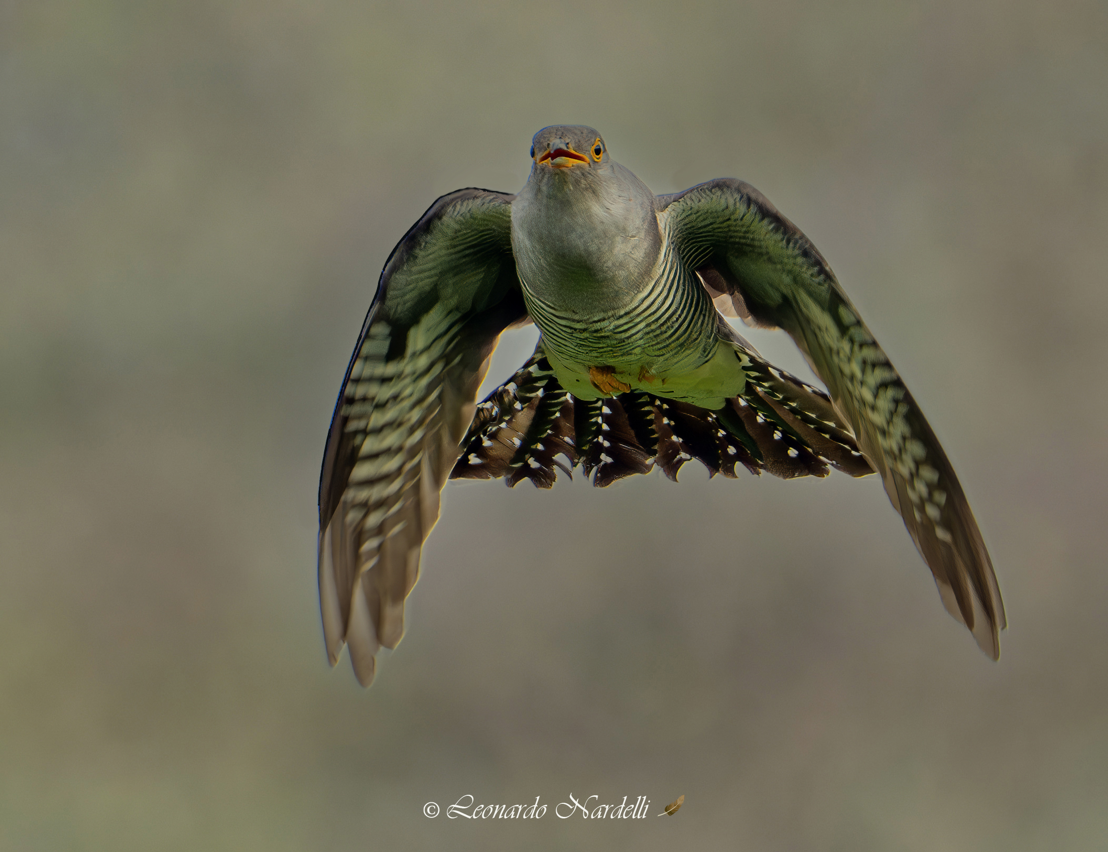 Cuckoo (Cuculus canorus),