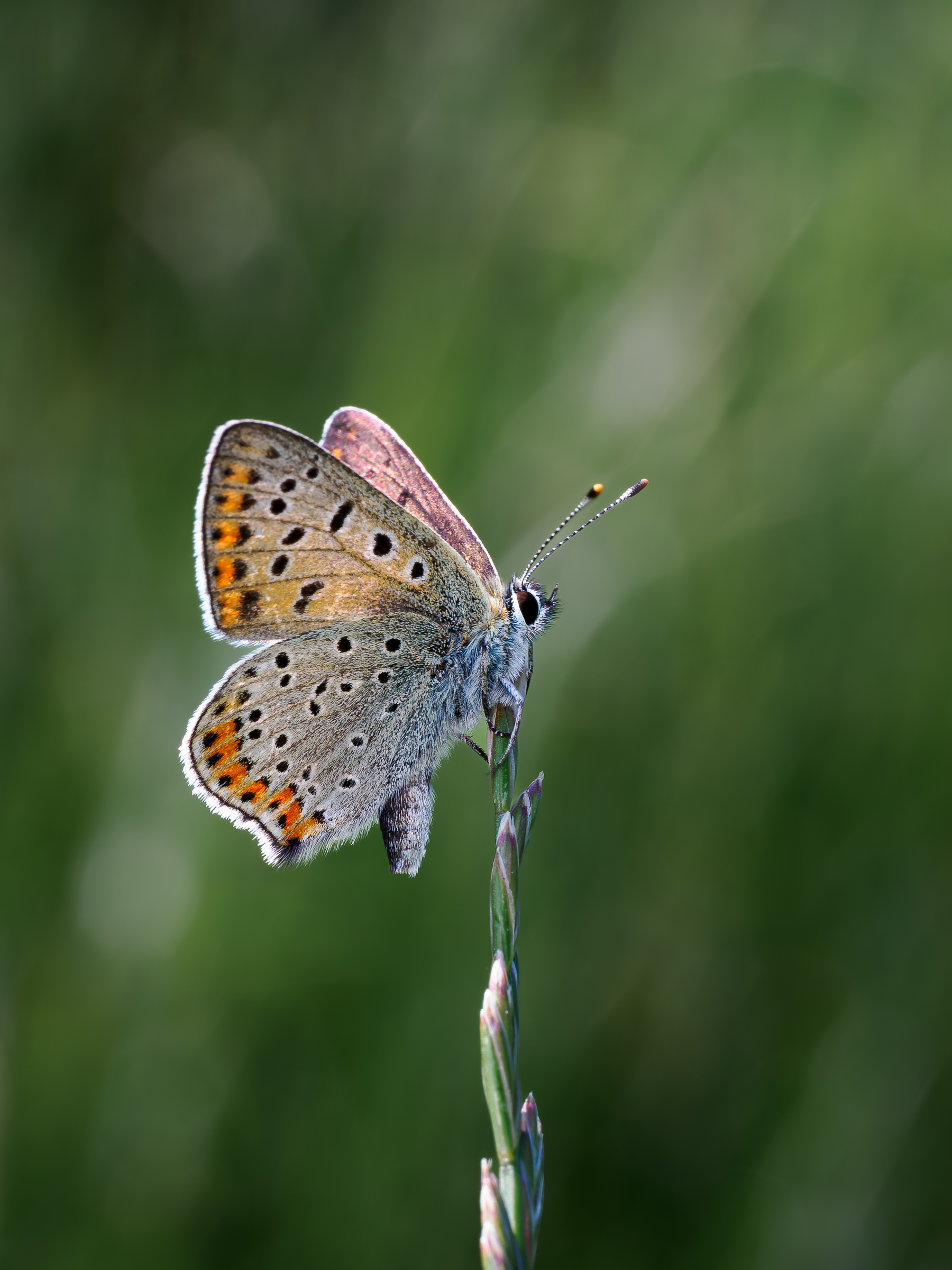 Lycaena tityrus