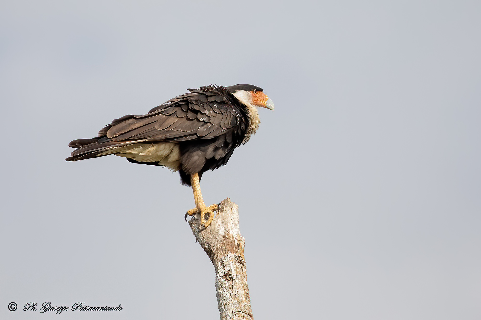Caracara