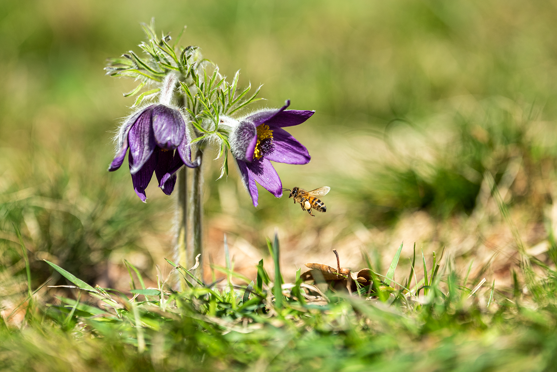 Pulsatilla con ospite