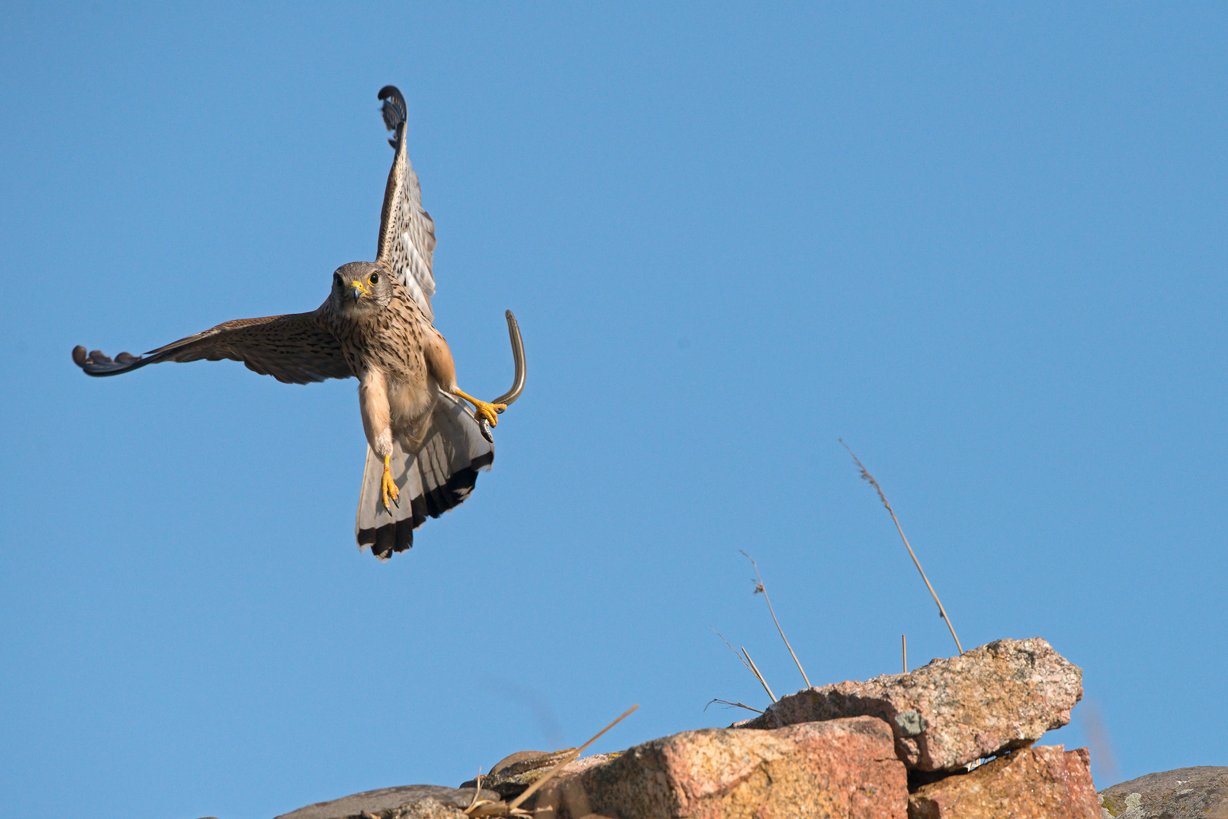 kestrel on perch