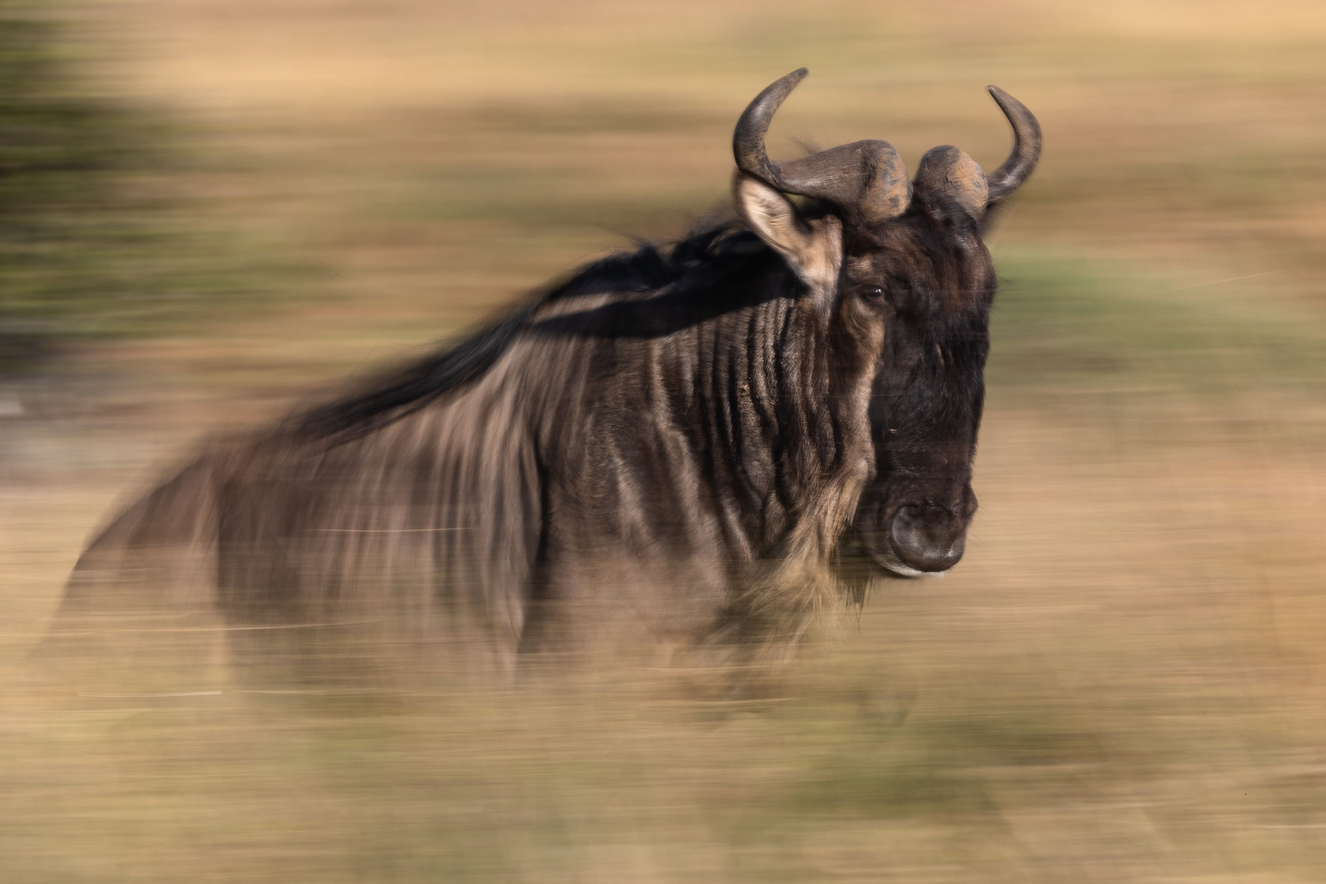 Run, wildebeest, run