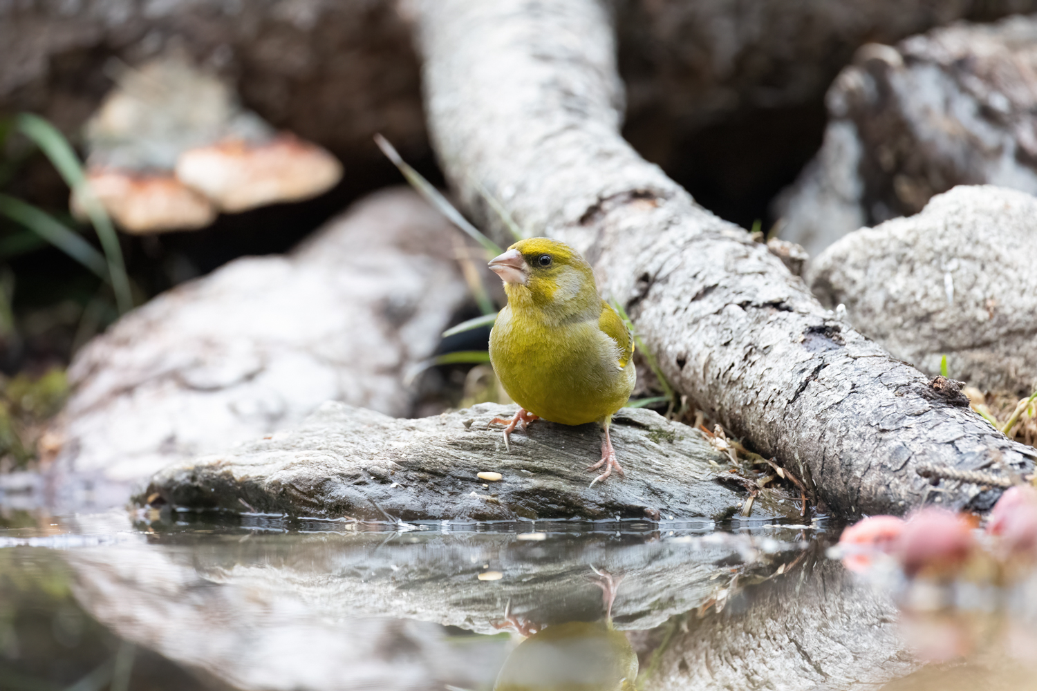 Greenfinch - Chloris chloris