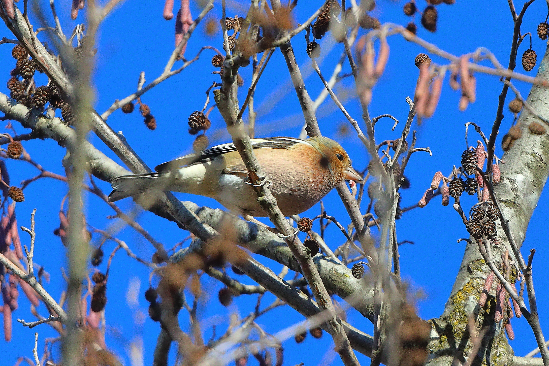 Fringuello 03 gennaio 2025 - 0047