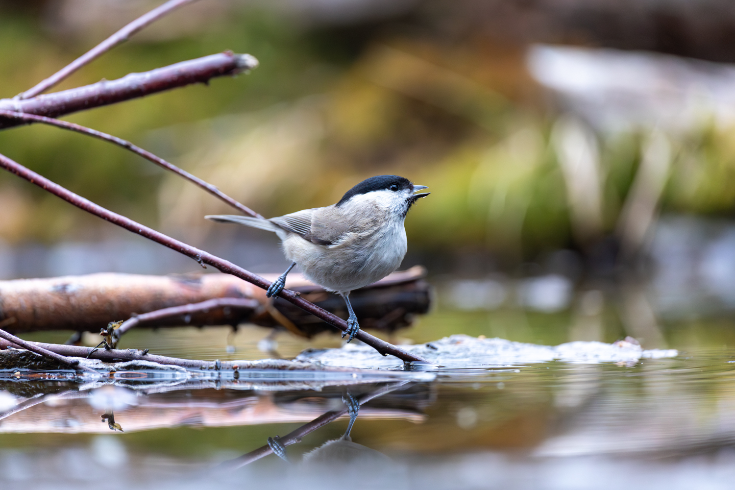Alpine - Poecile montanus