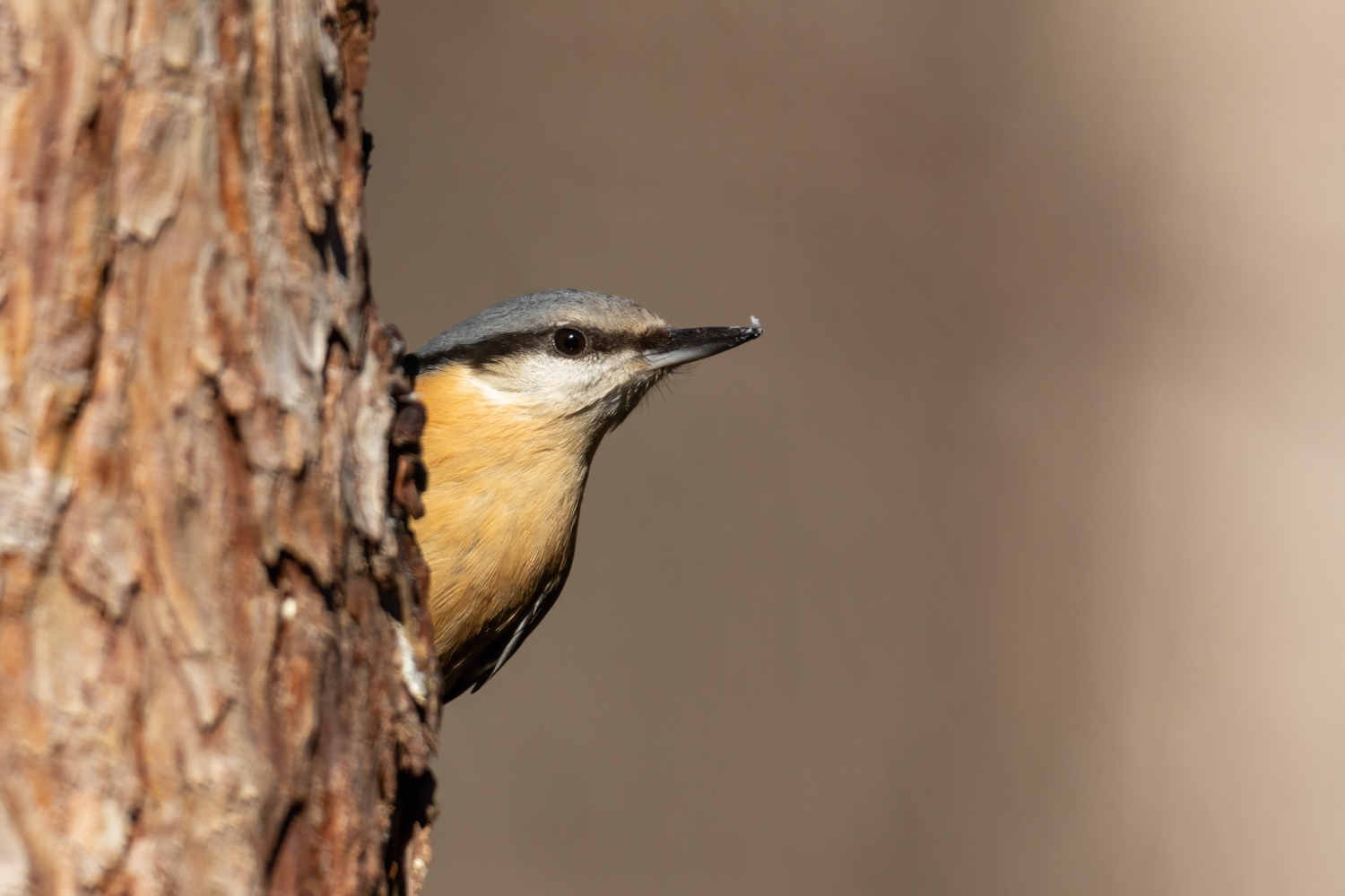 Nuthatch - Sitta europaea