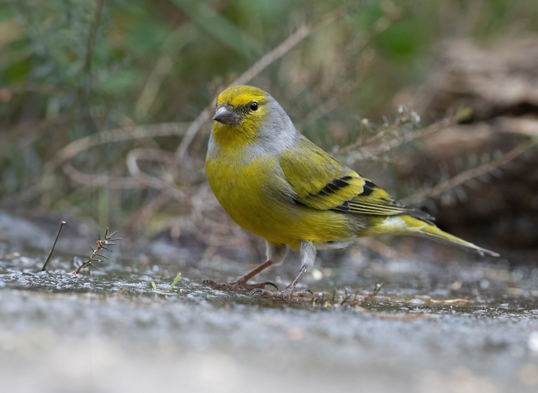 Alpine Venturone - Carduelis citrinella