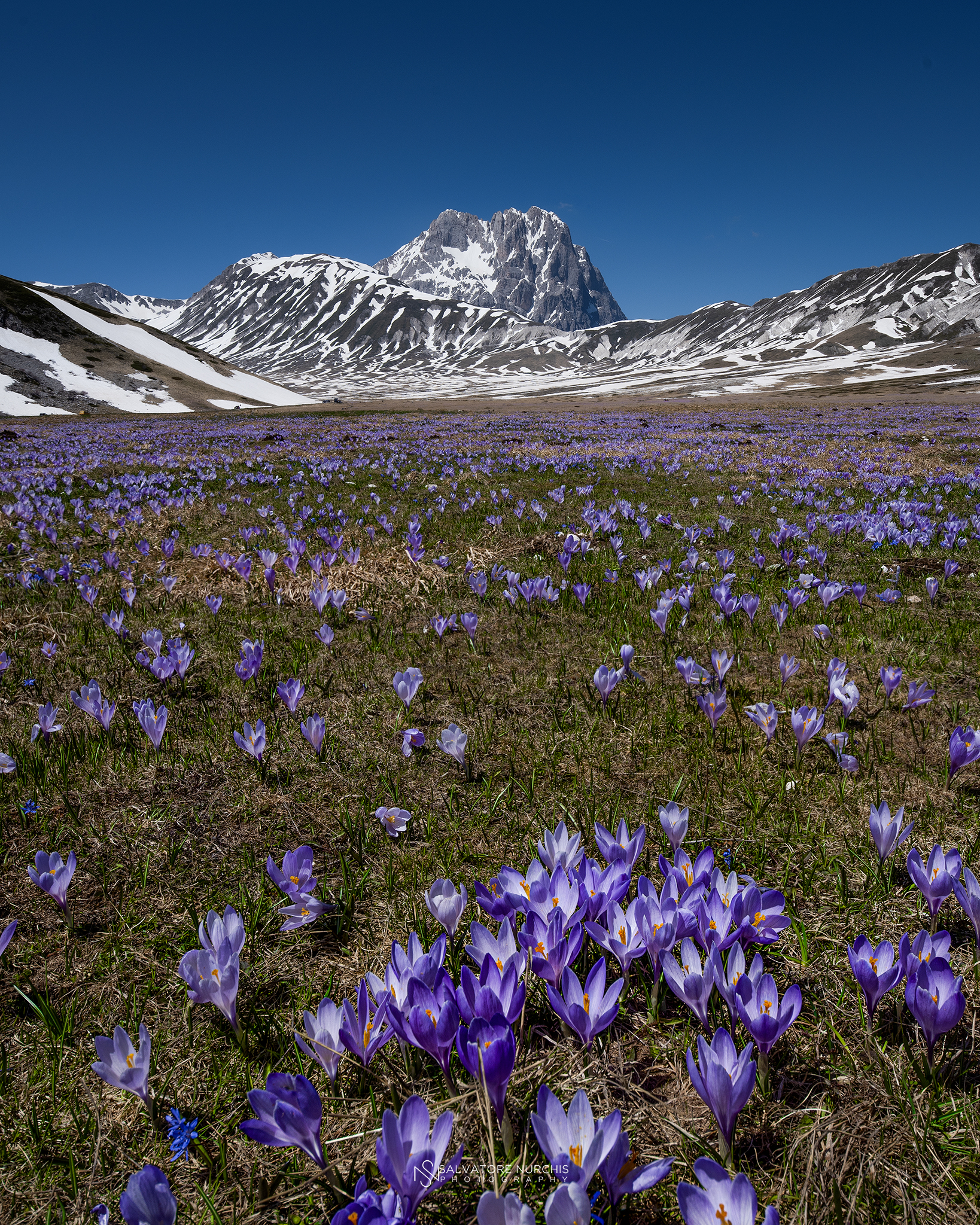 Corno Grande e i Crocus! 1 Maggio 2025