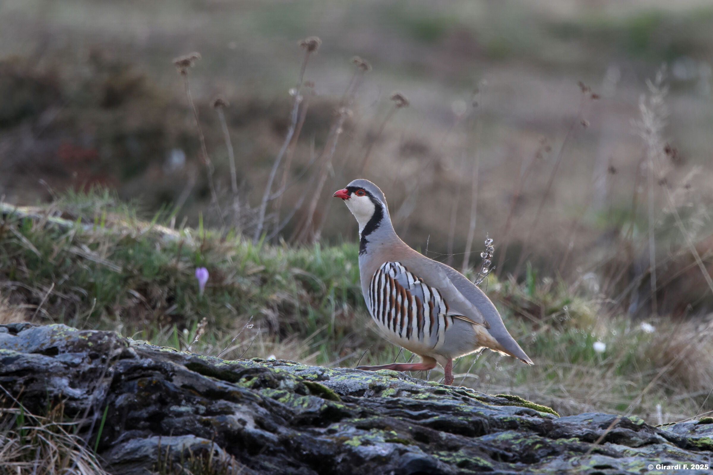 Coturnice alpina (femmina)