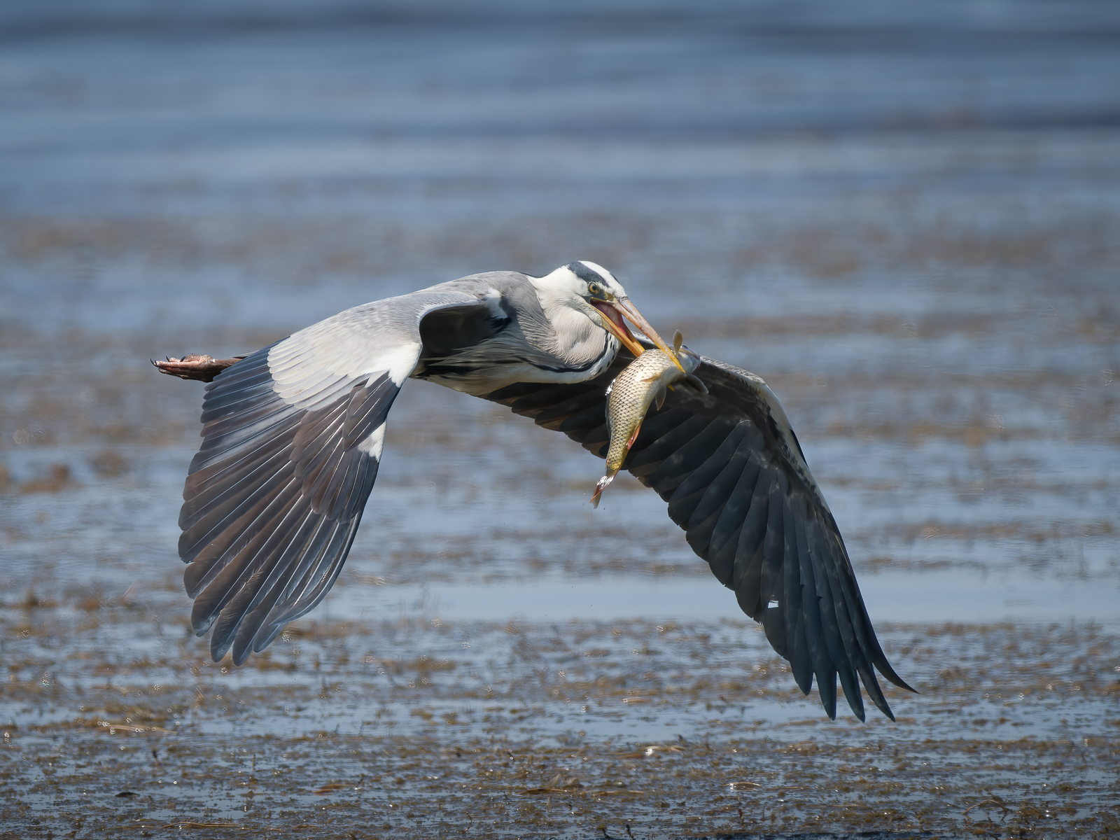 Airone Cenerino con Preda