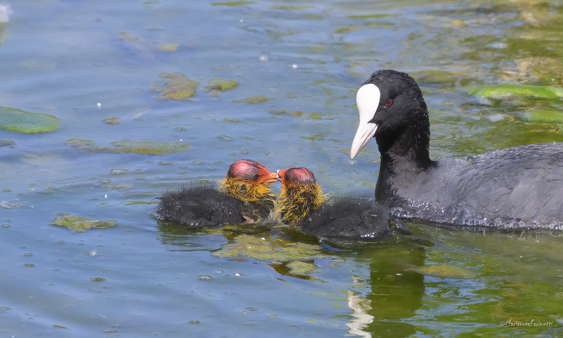 su su piccini, non litigate