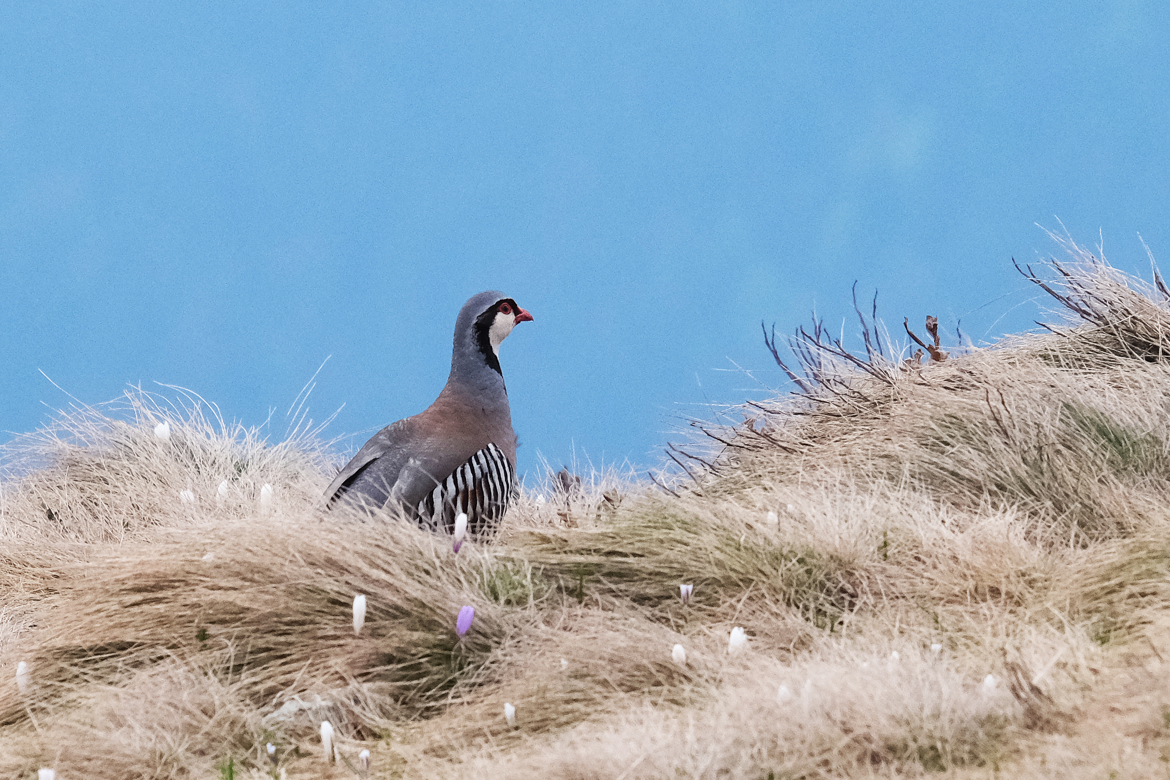 Rock partridge