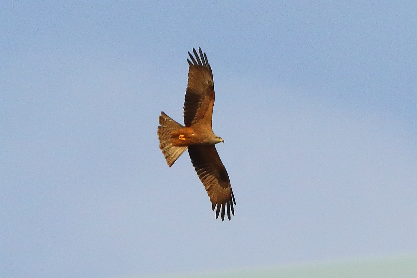 Nibbio bruno 28 marzo 2025 - 0059