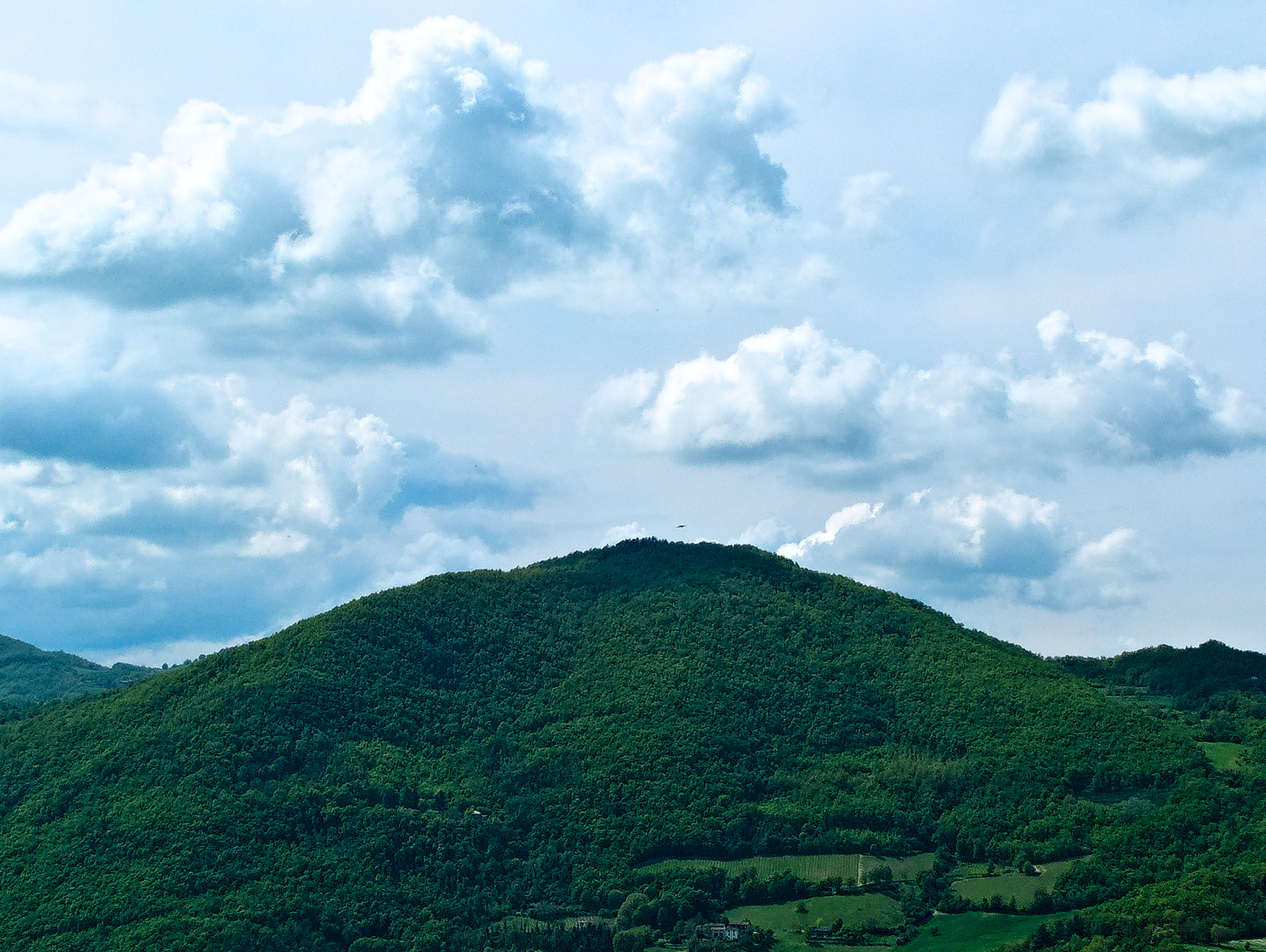Bird on the top of the hill