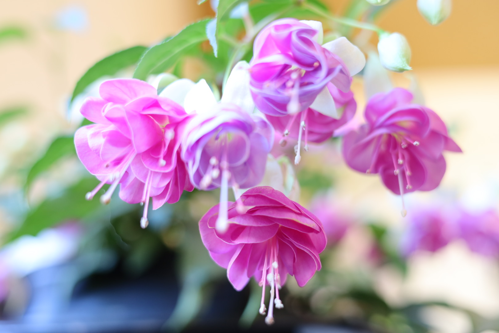 Fucsia