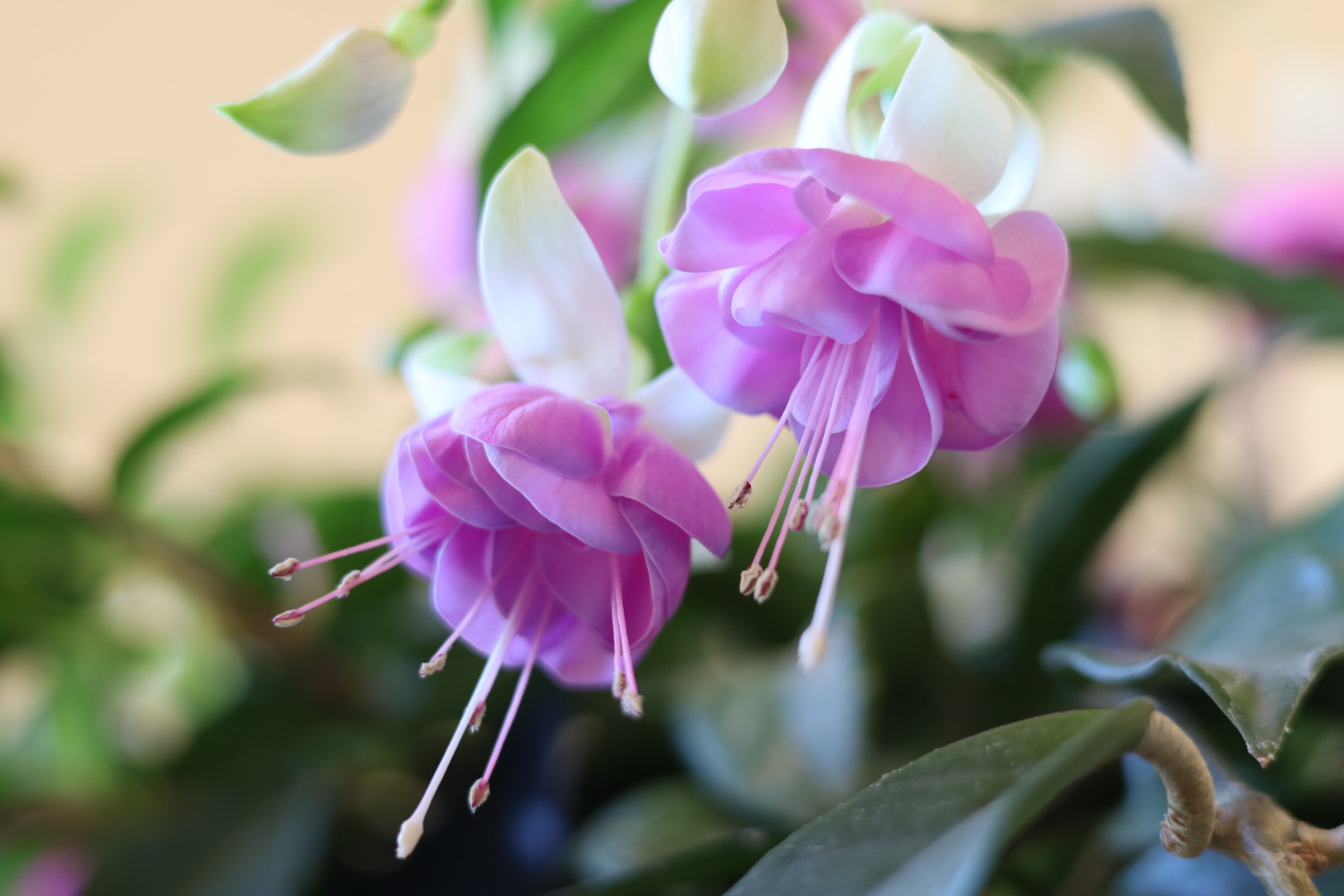 Fuchsia flowers