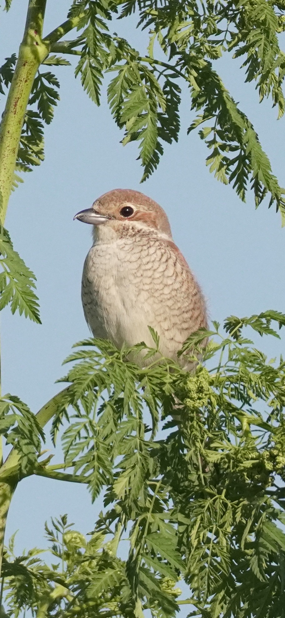 Red-backed shrike