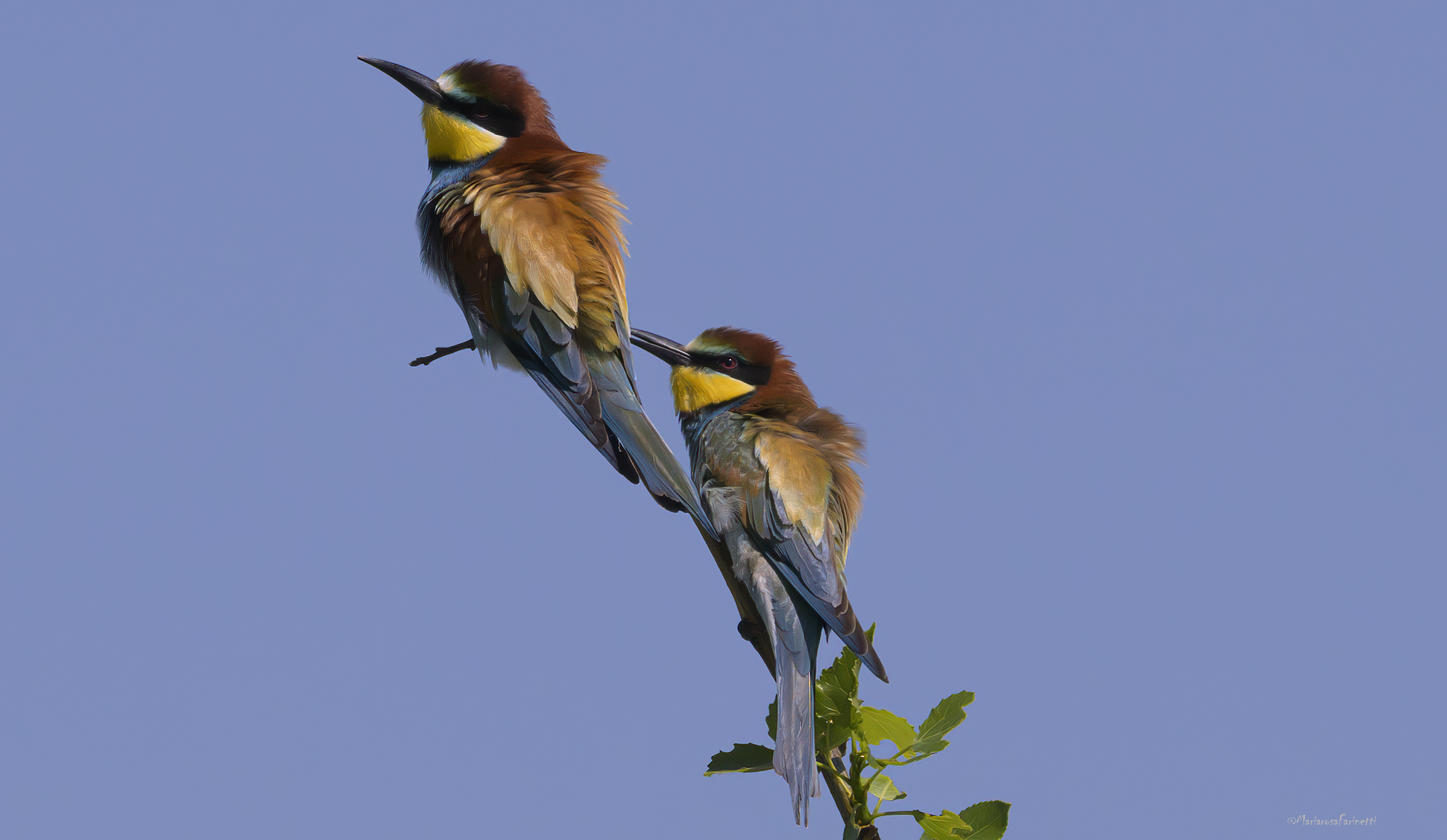 che noia, che barba, che noia...
