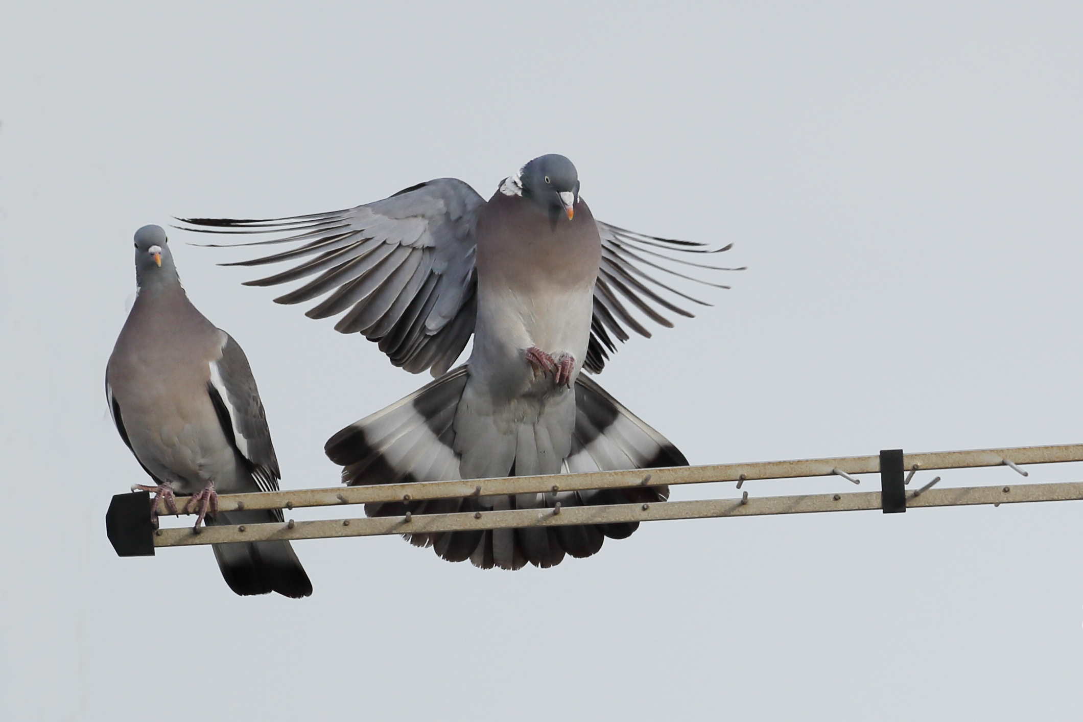 Between the antennas