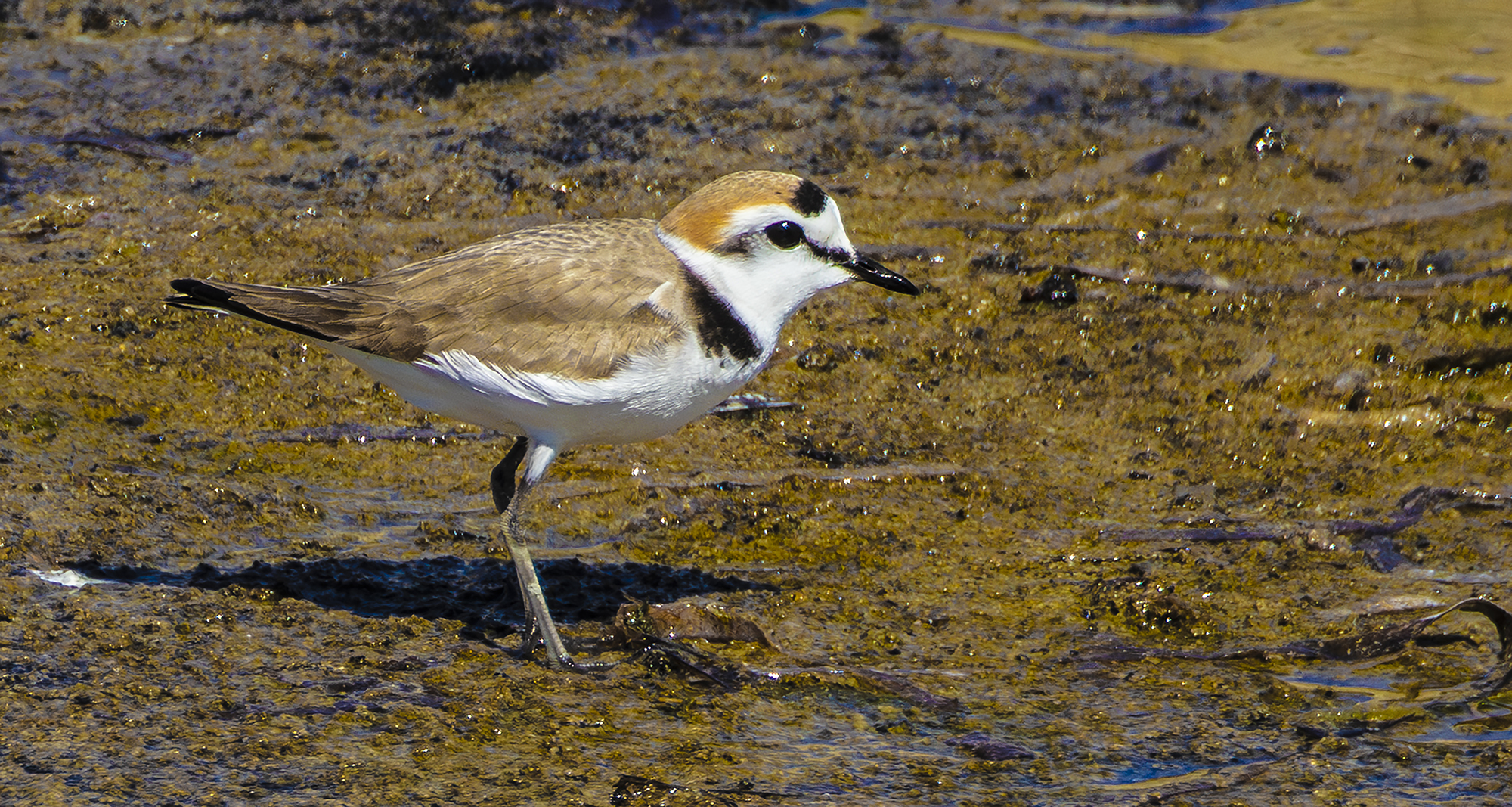 Kentish plover male livery