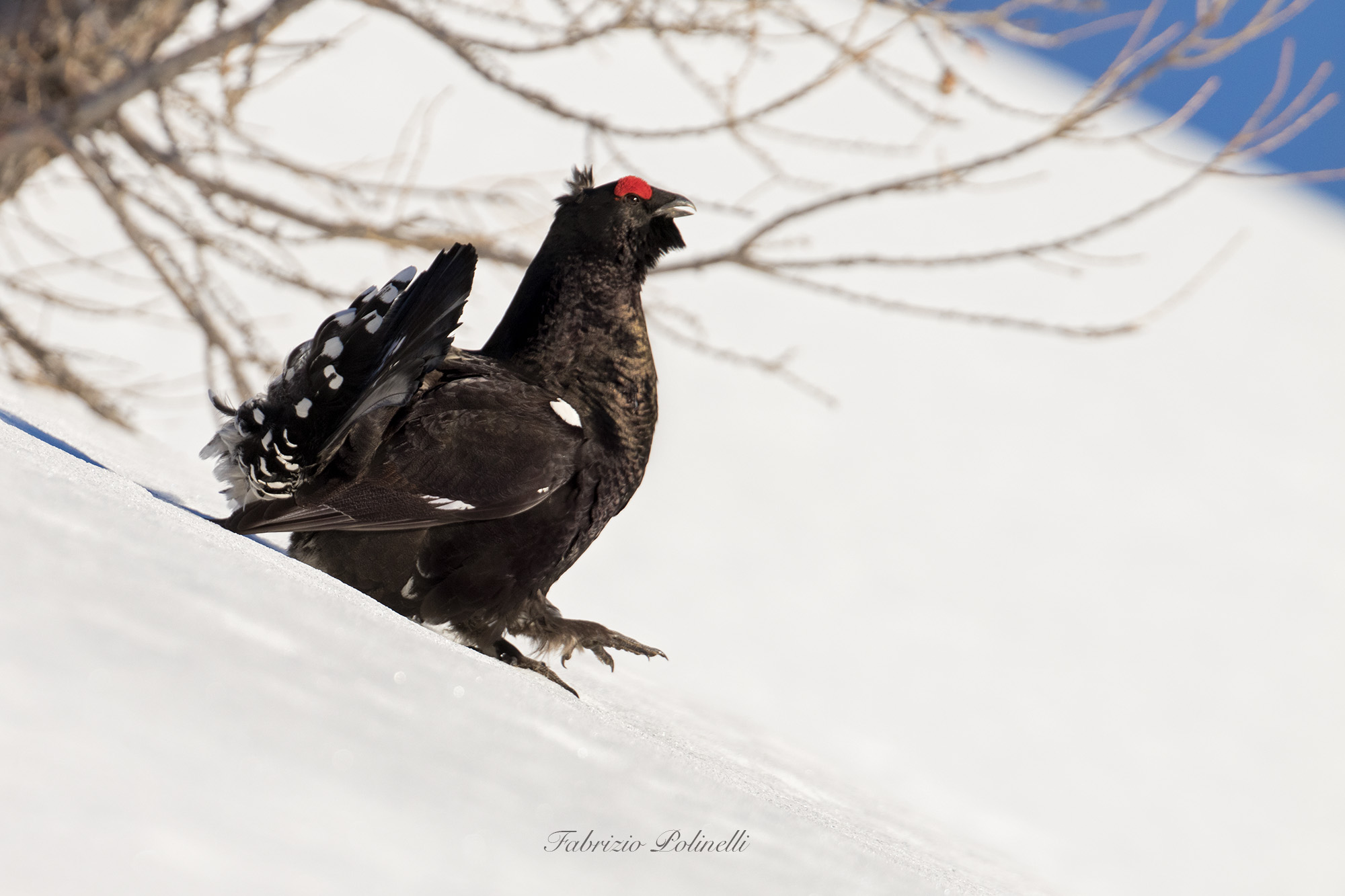 Hybrid, cross between black grouse and cedron hen
