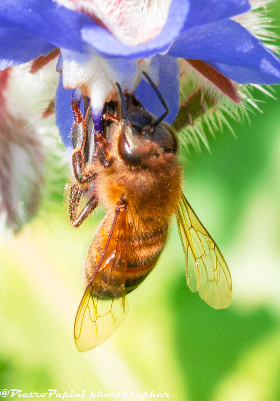 Bee on flower