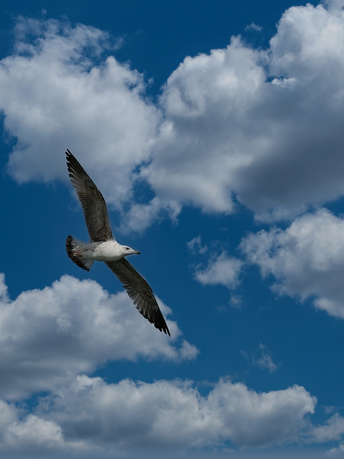 Seagull in the clouds