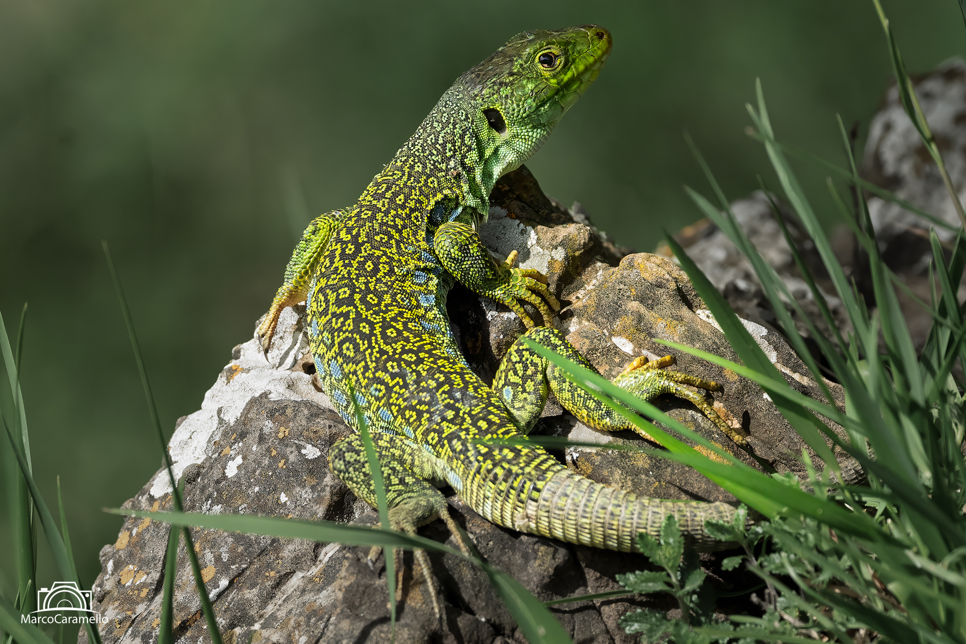 Ocellated lizard