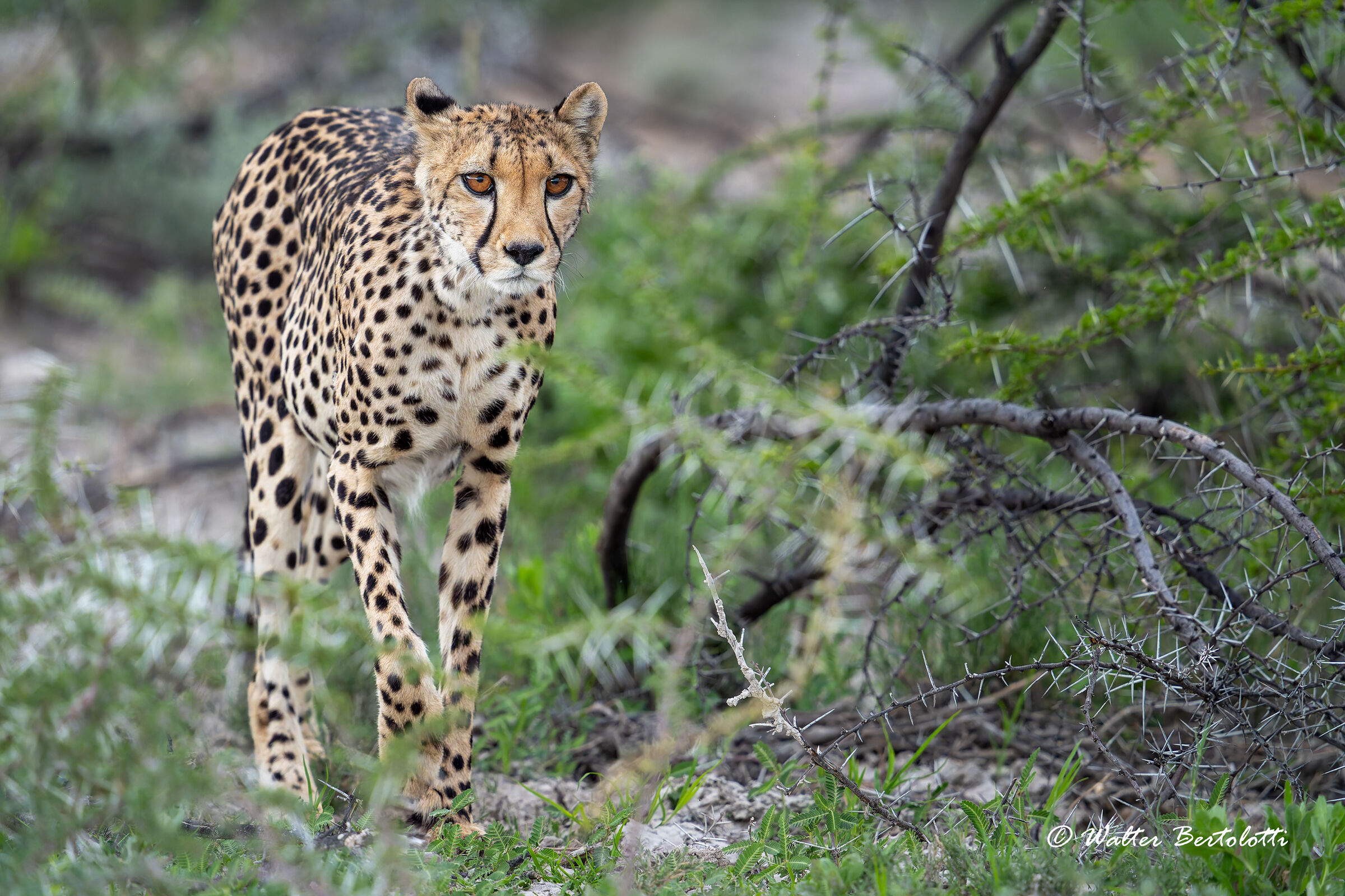 Lady Etosha