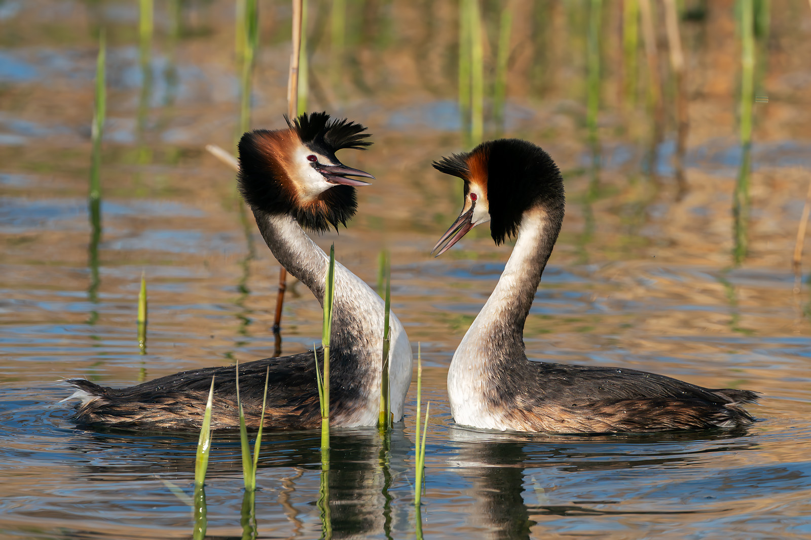 Courtship between grebes