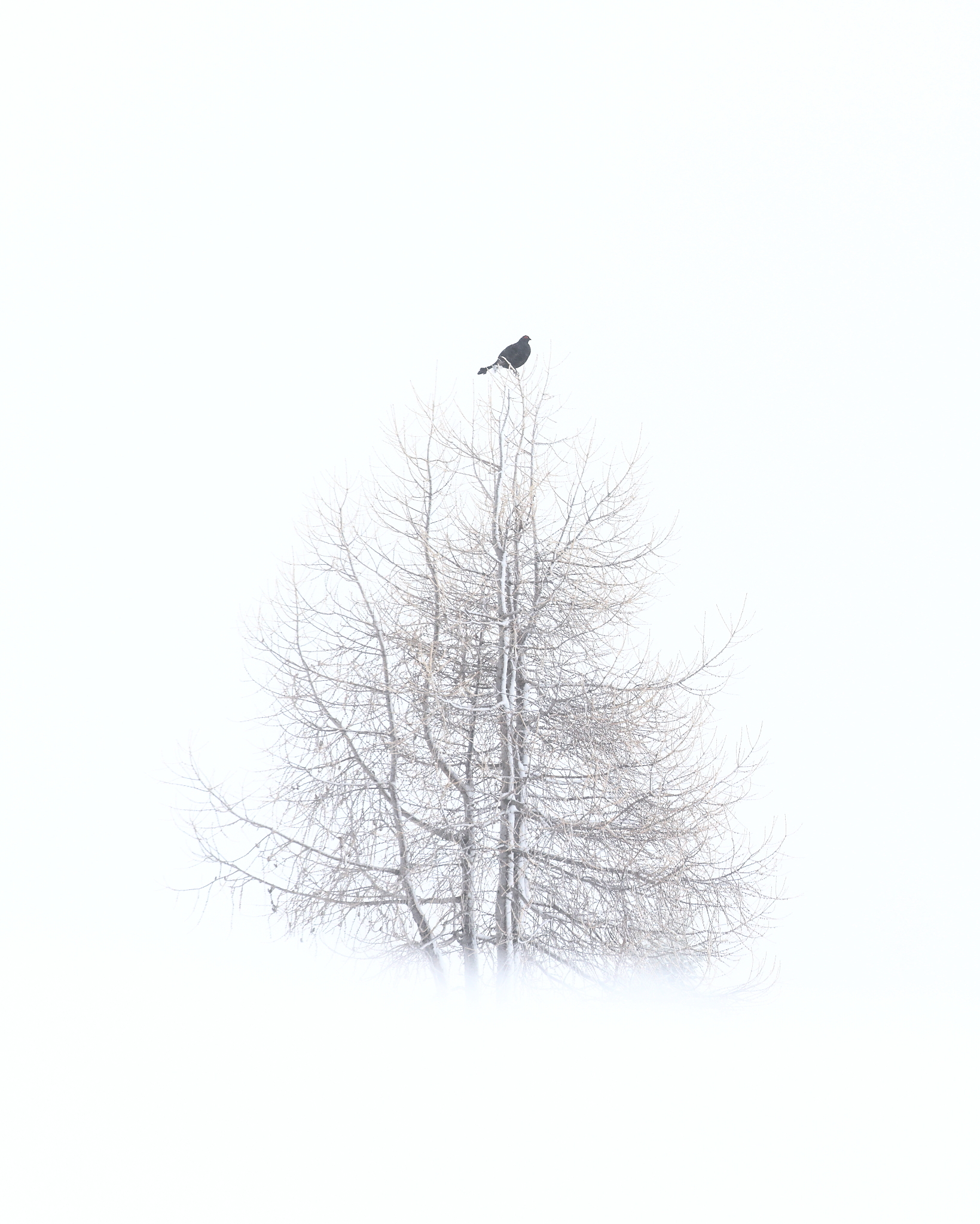 The solitary larch...