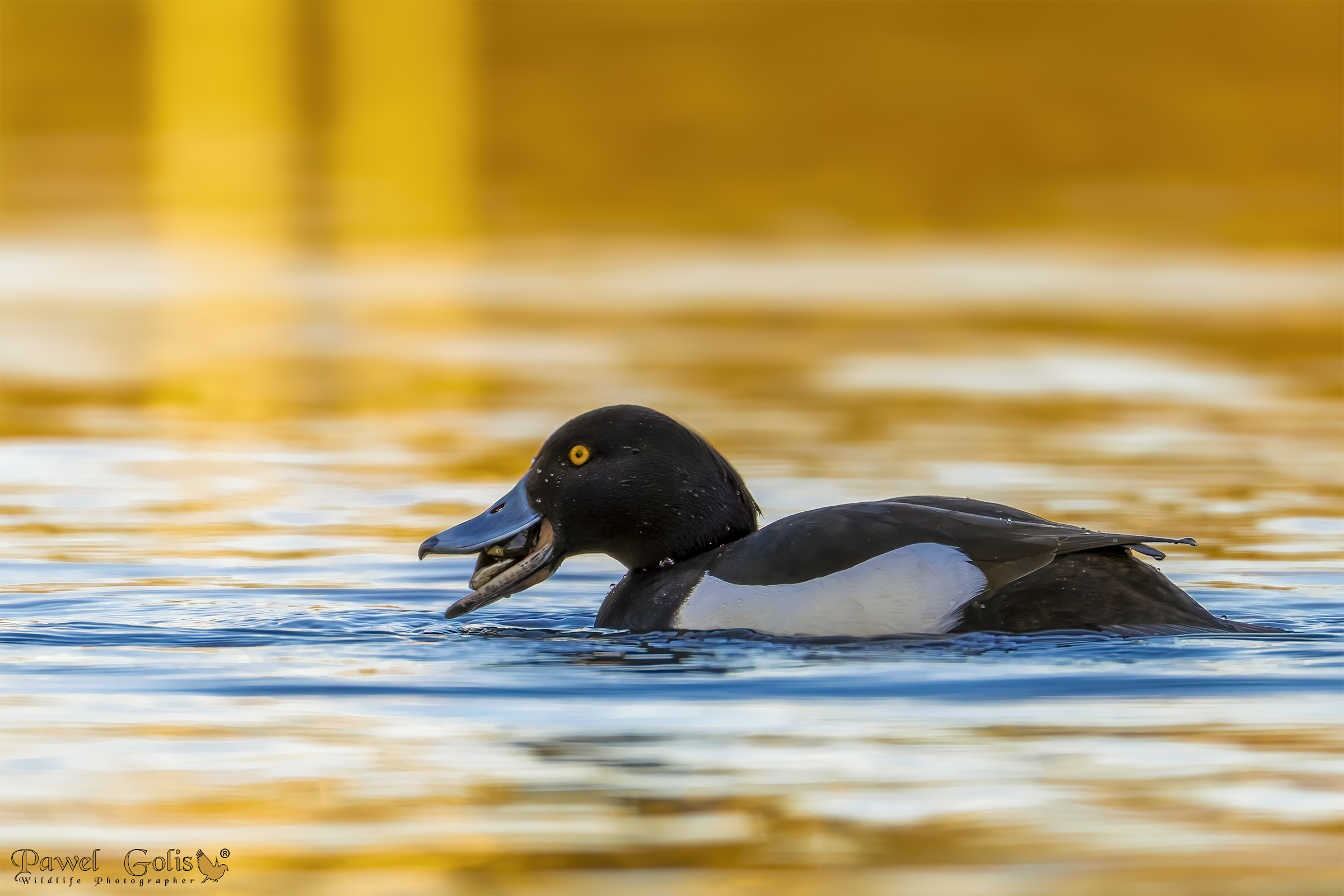 Tufted duck (Aythya fuligula)