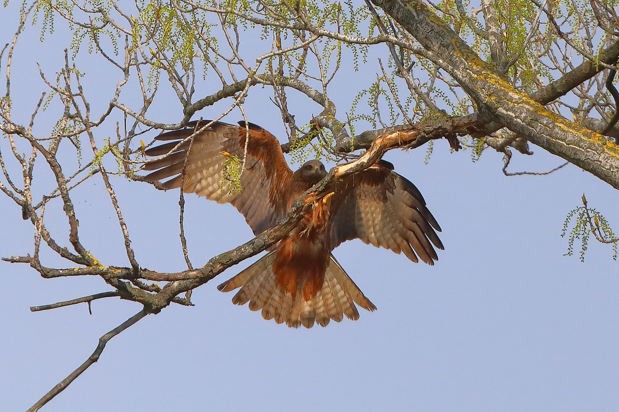 Nibbio bruno 29 marzo 2025 - 0080