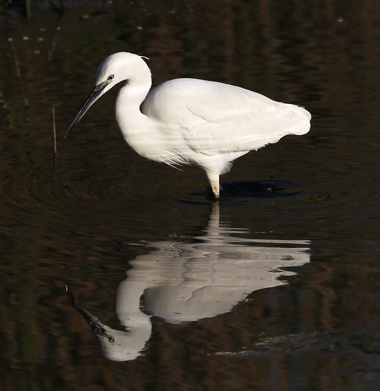 egret