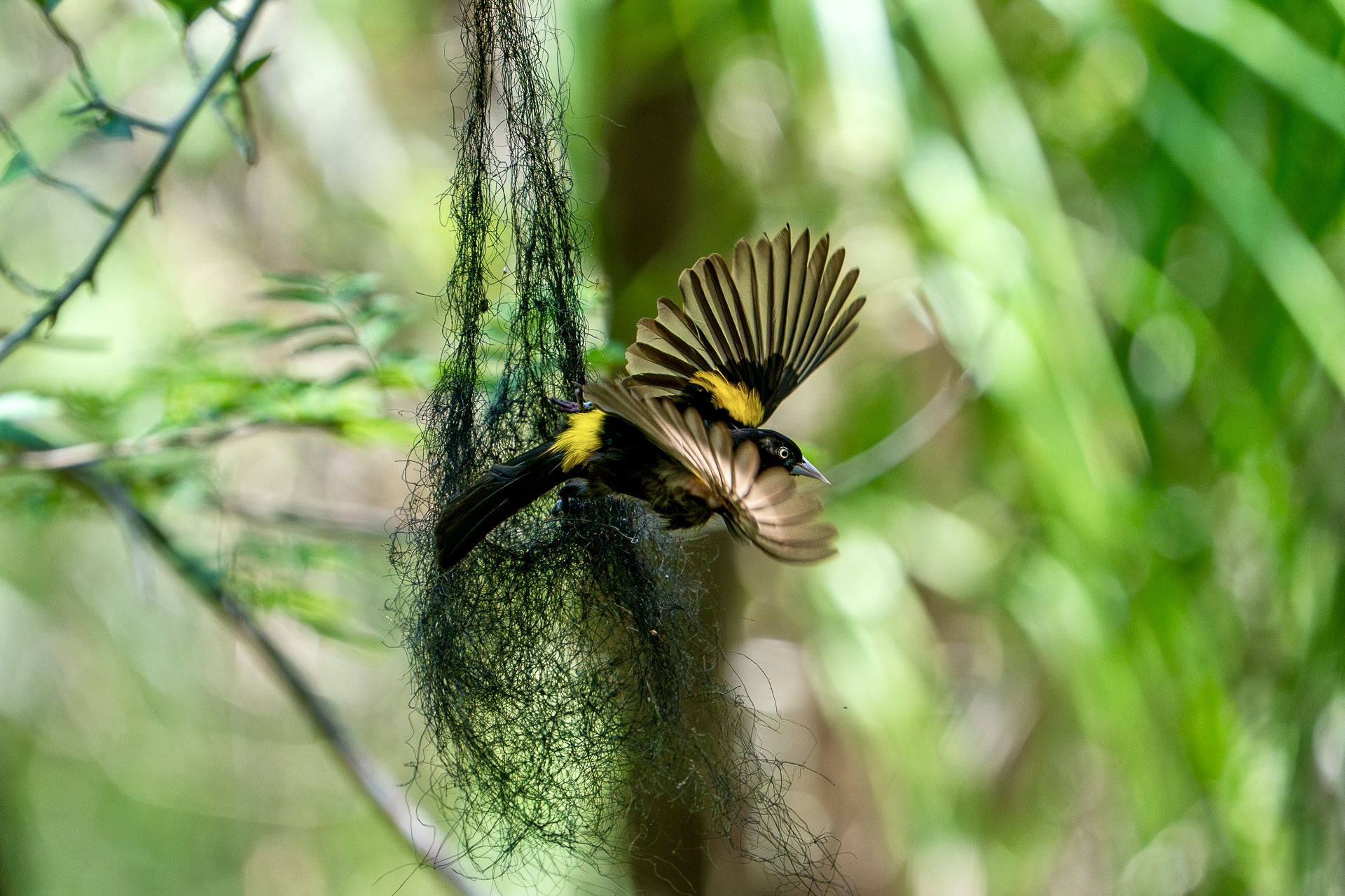 Architetto della giungla