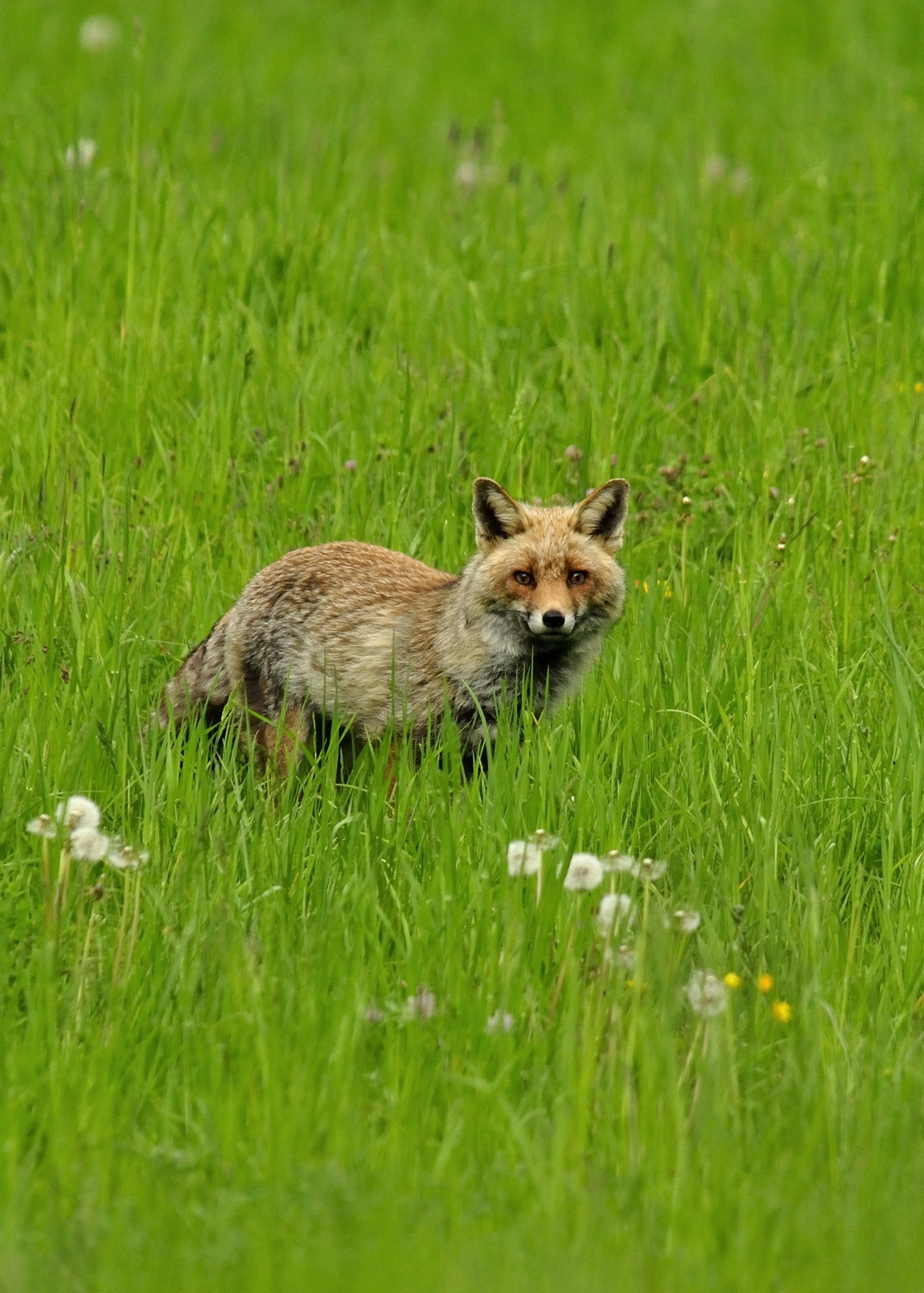 Volpe - Valsavarenche