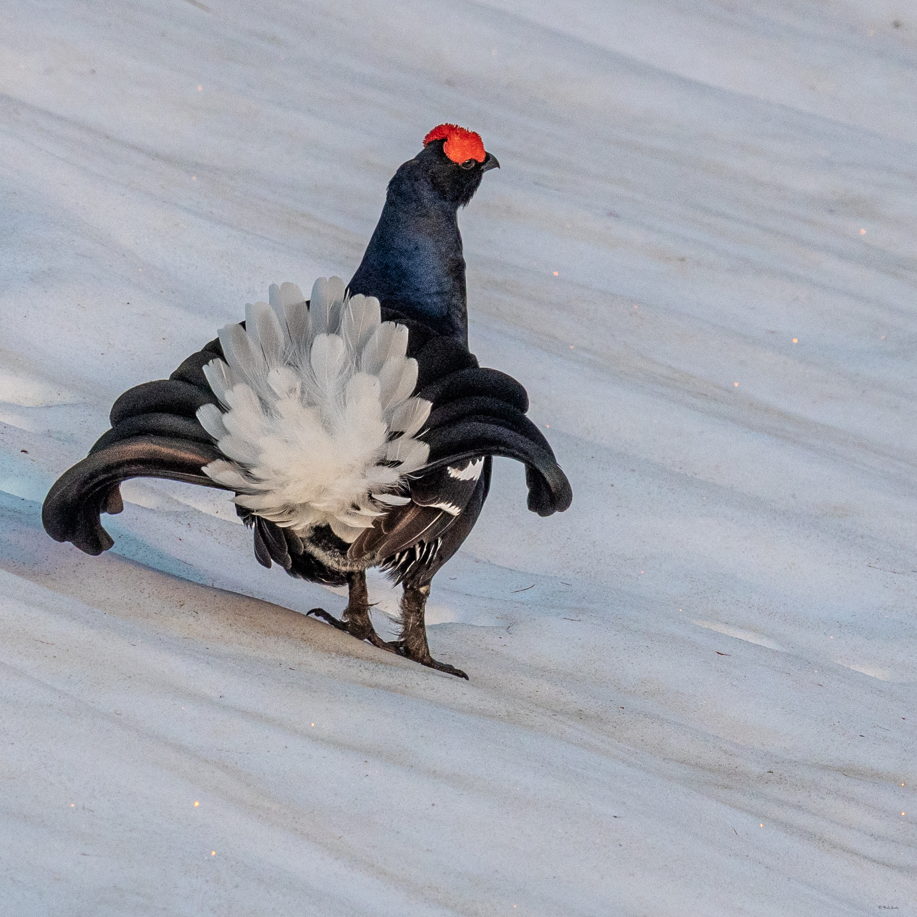 Gallo forcello o Fagiano di monte