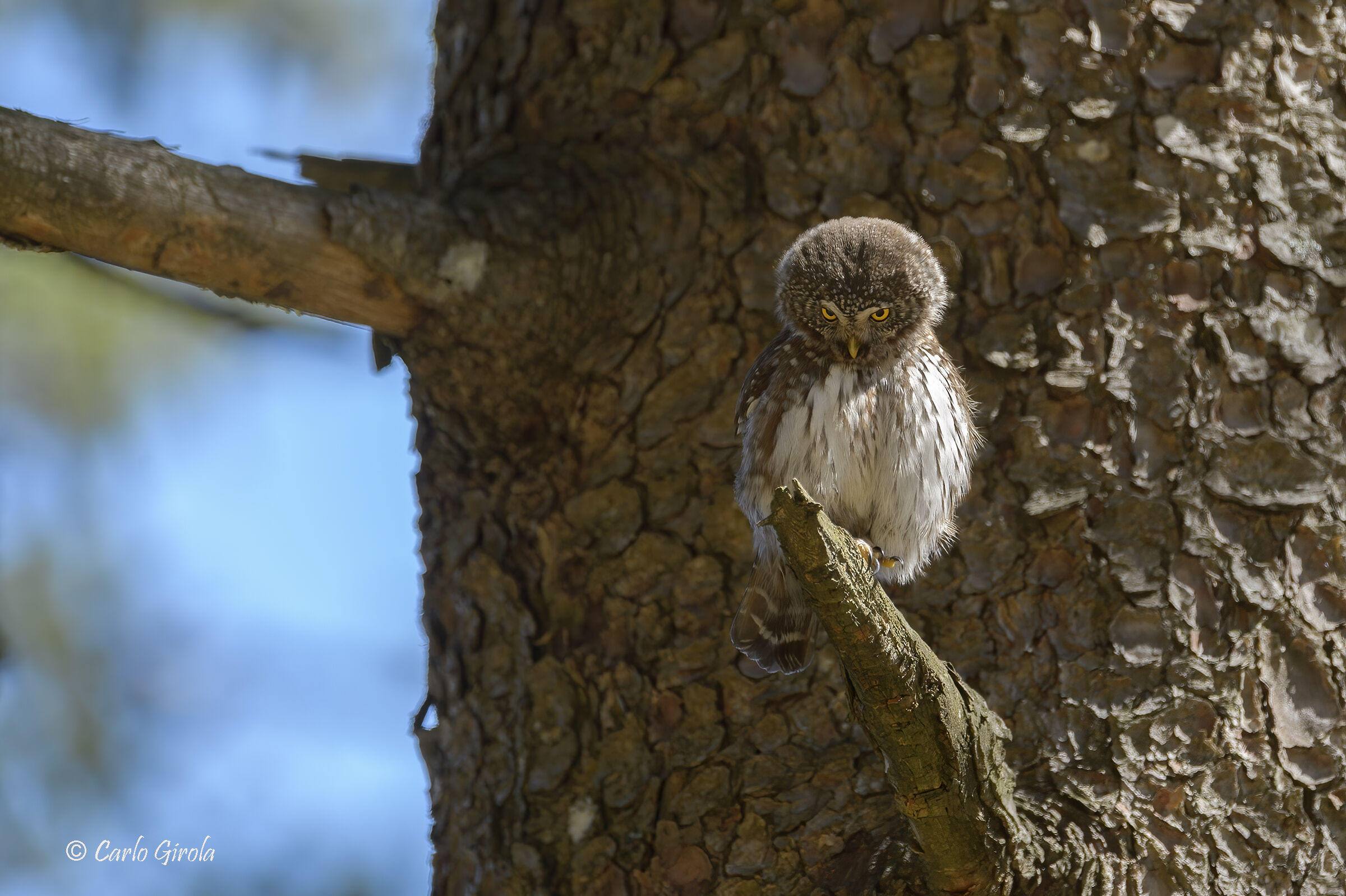 Pygmy Owl (Glaucidium passerinum)