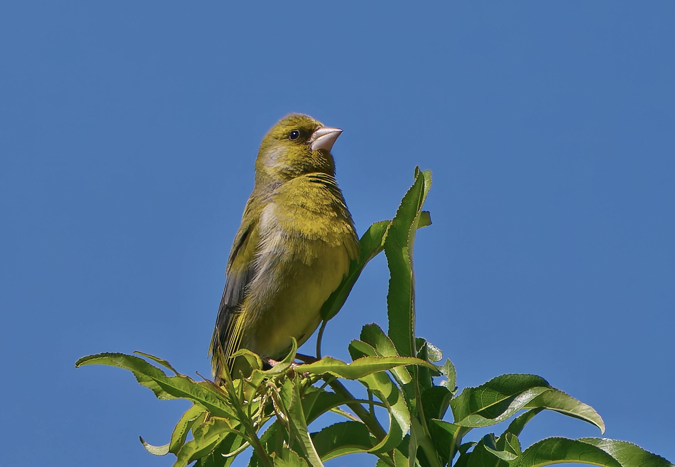 Il Verdone si gode il sole