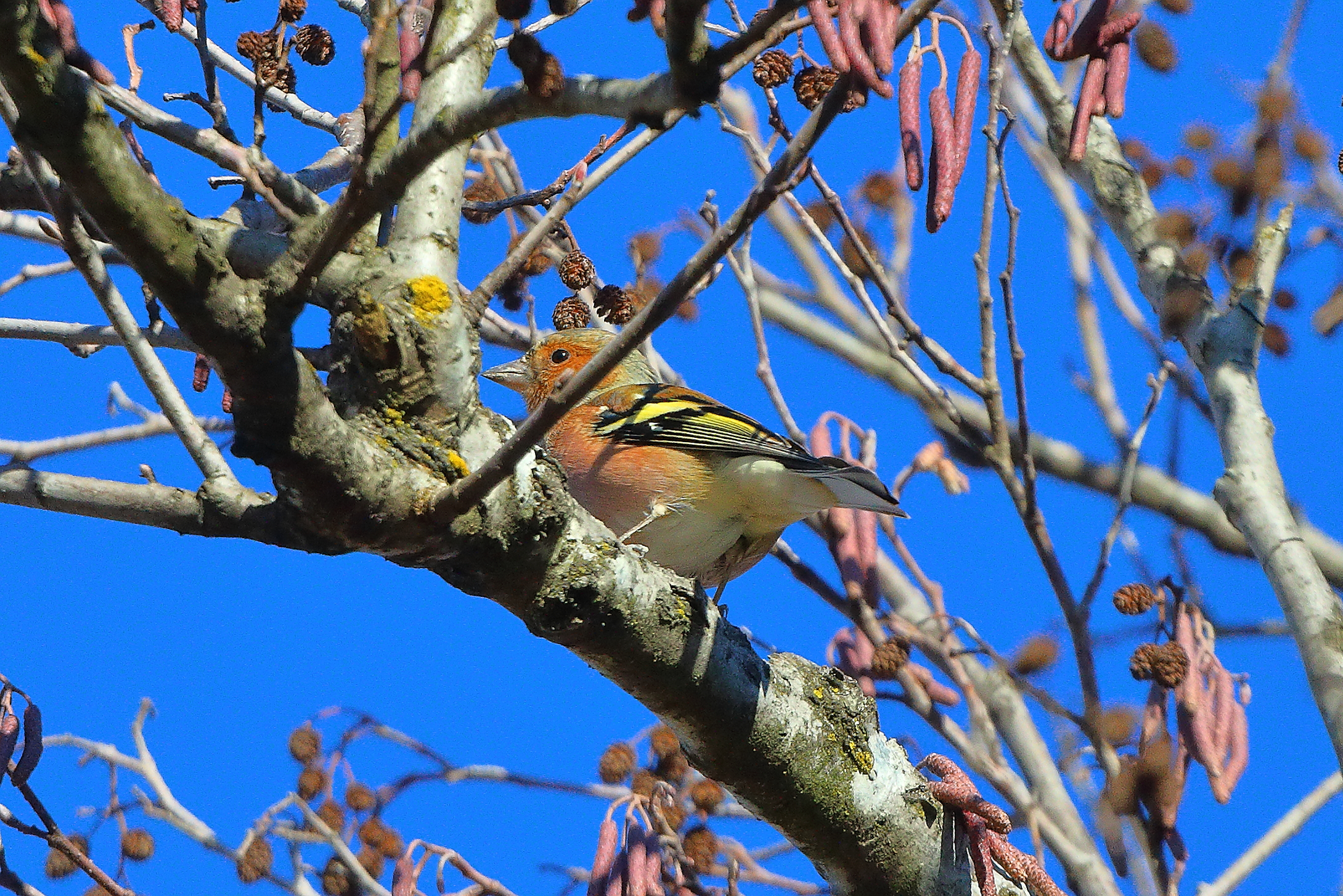 Fringuello 03 gennaio 2025 - 0050