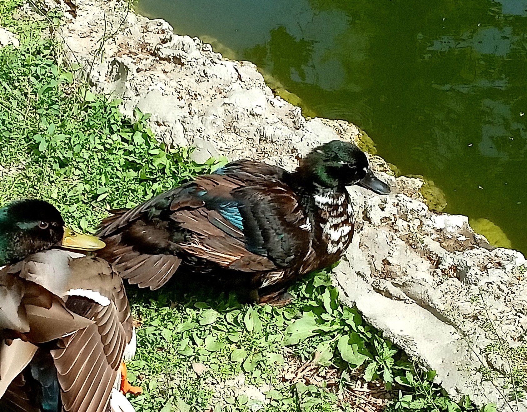 Pomeraia duck