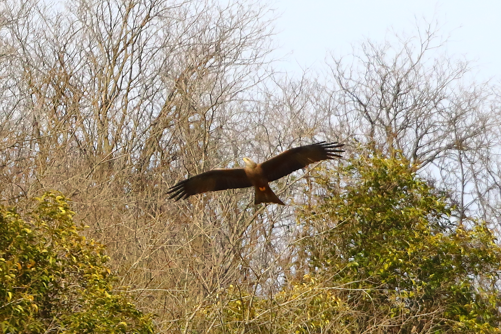 Nibbio bruno 28 marzo 2025 - 0064