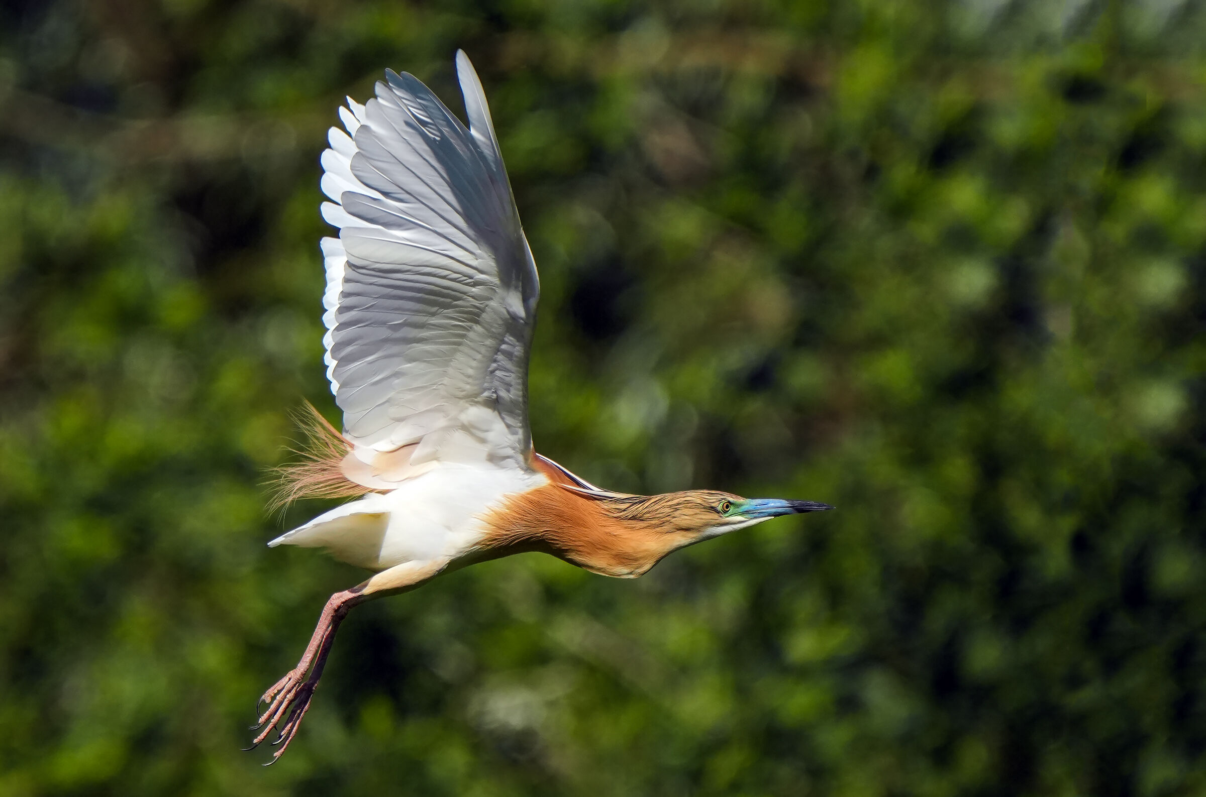 The flight of the heruze