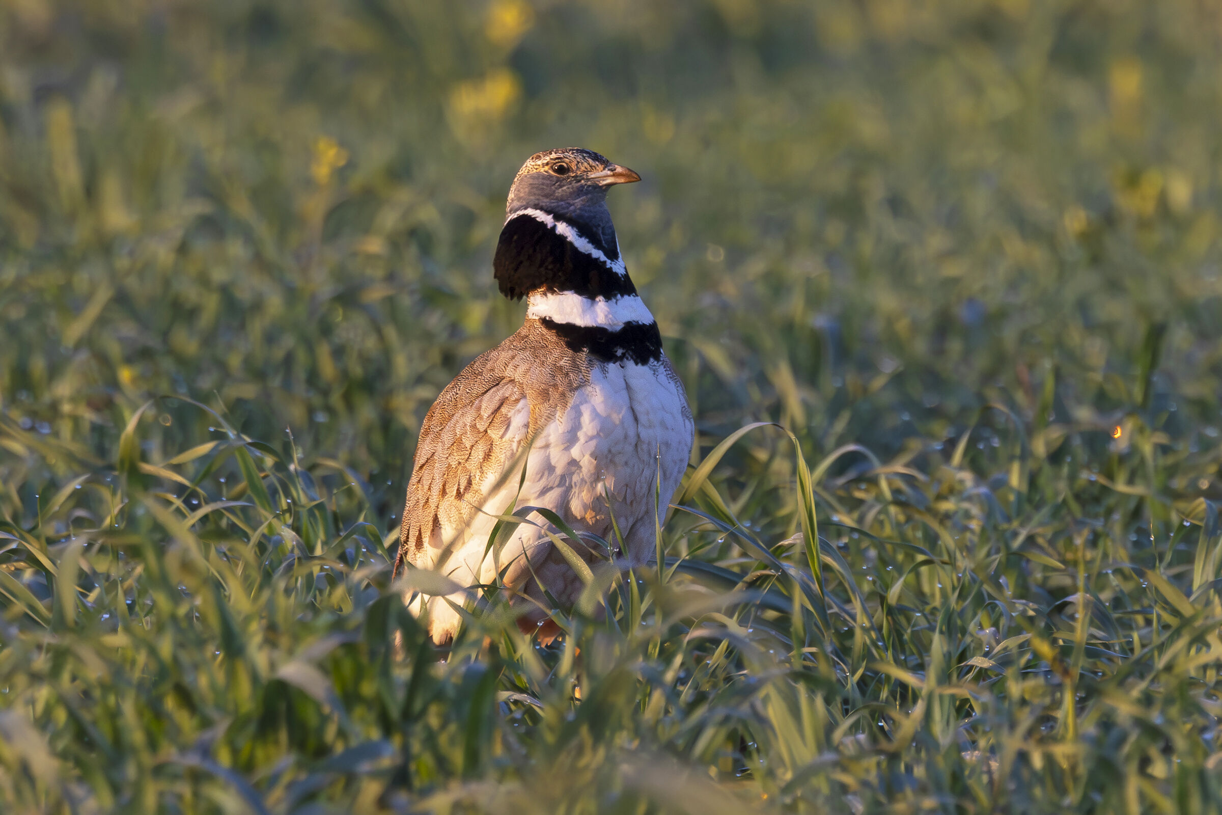 Little bustard